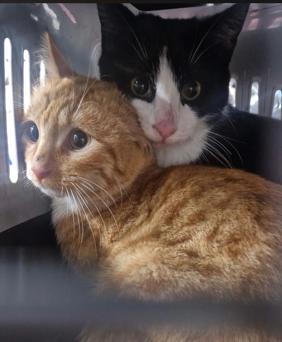Help donate towards County Road Indoor Rescue campaign photo, 5 of 8