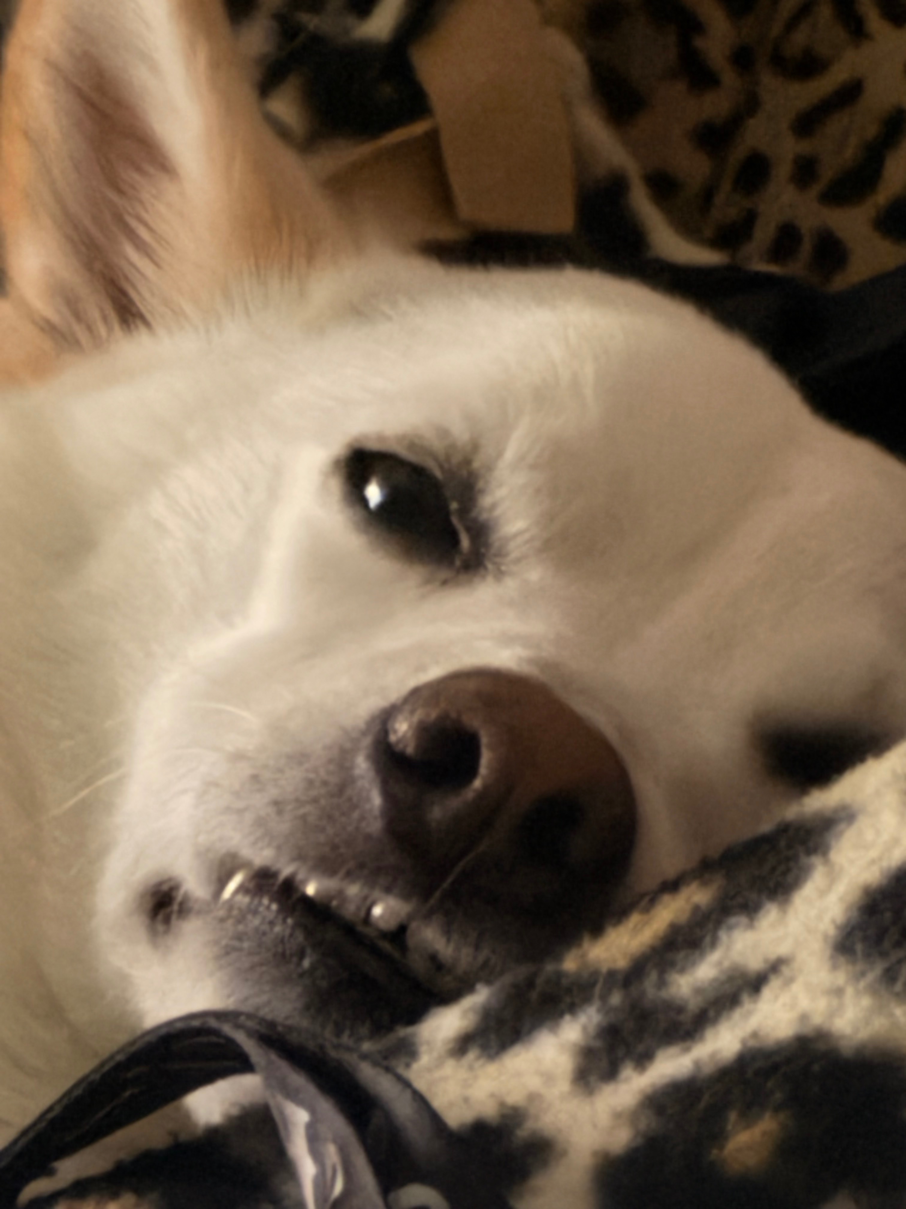 Help Dash Get Urgent Dental Surgery - Save this Smile campaign photo, 7 of 8