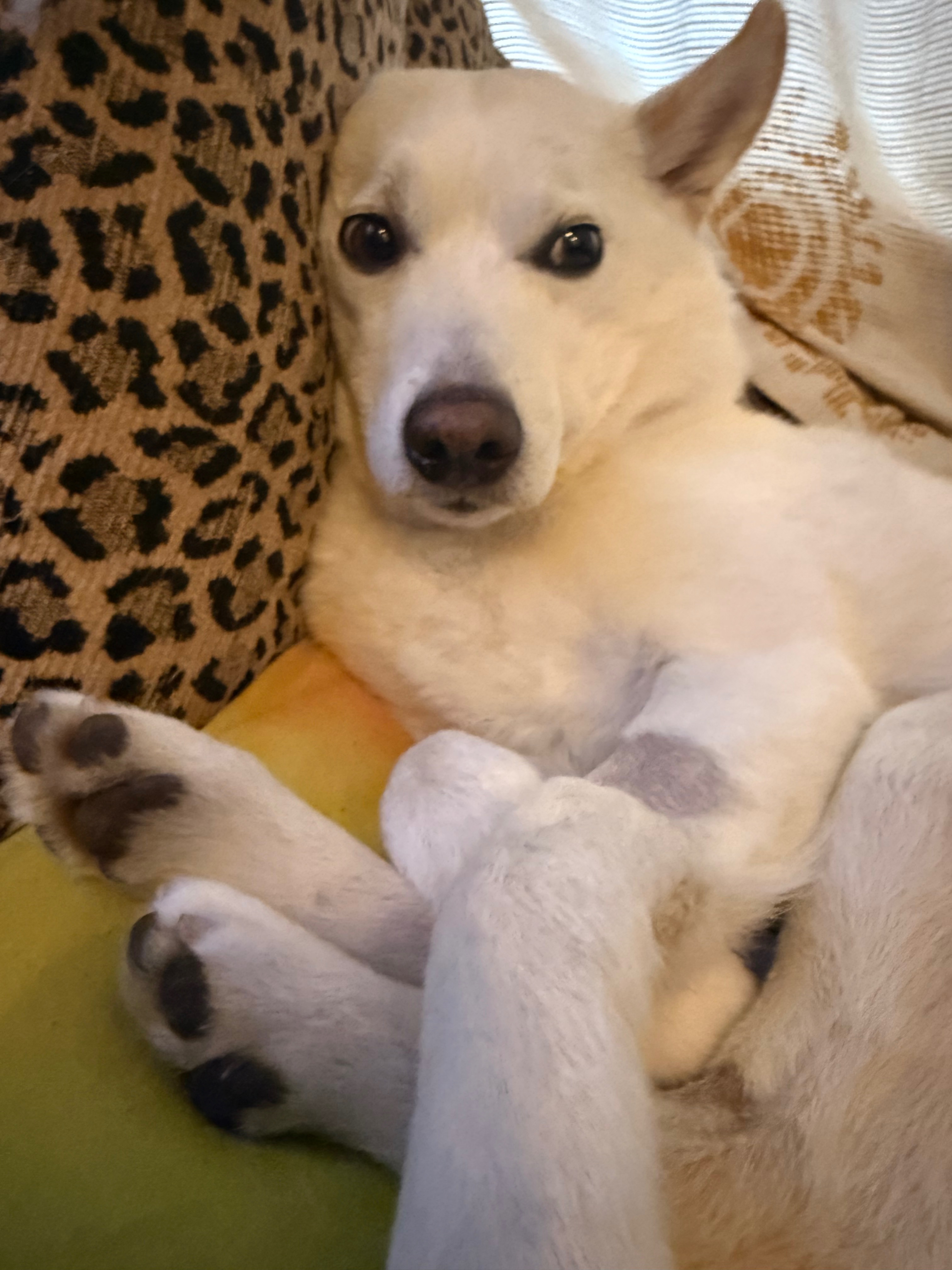 Help Dash Get Urgent Dental Surgery - Save this Smile campaign photo, 2 of 8