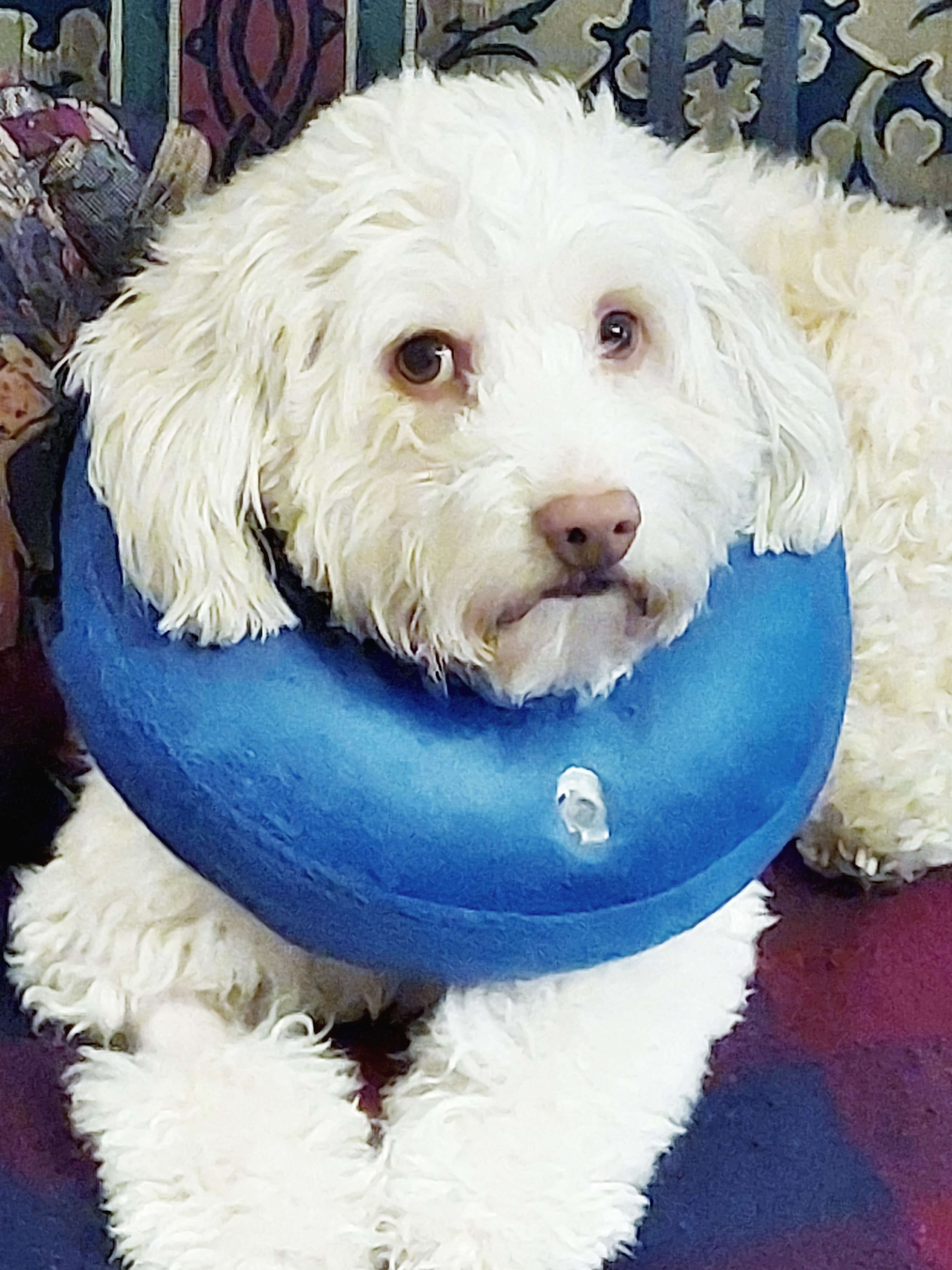 Love and Care for Trebel’s Healing Journey campaign photo, 5 of 8