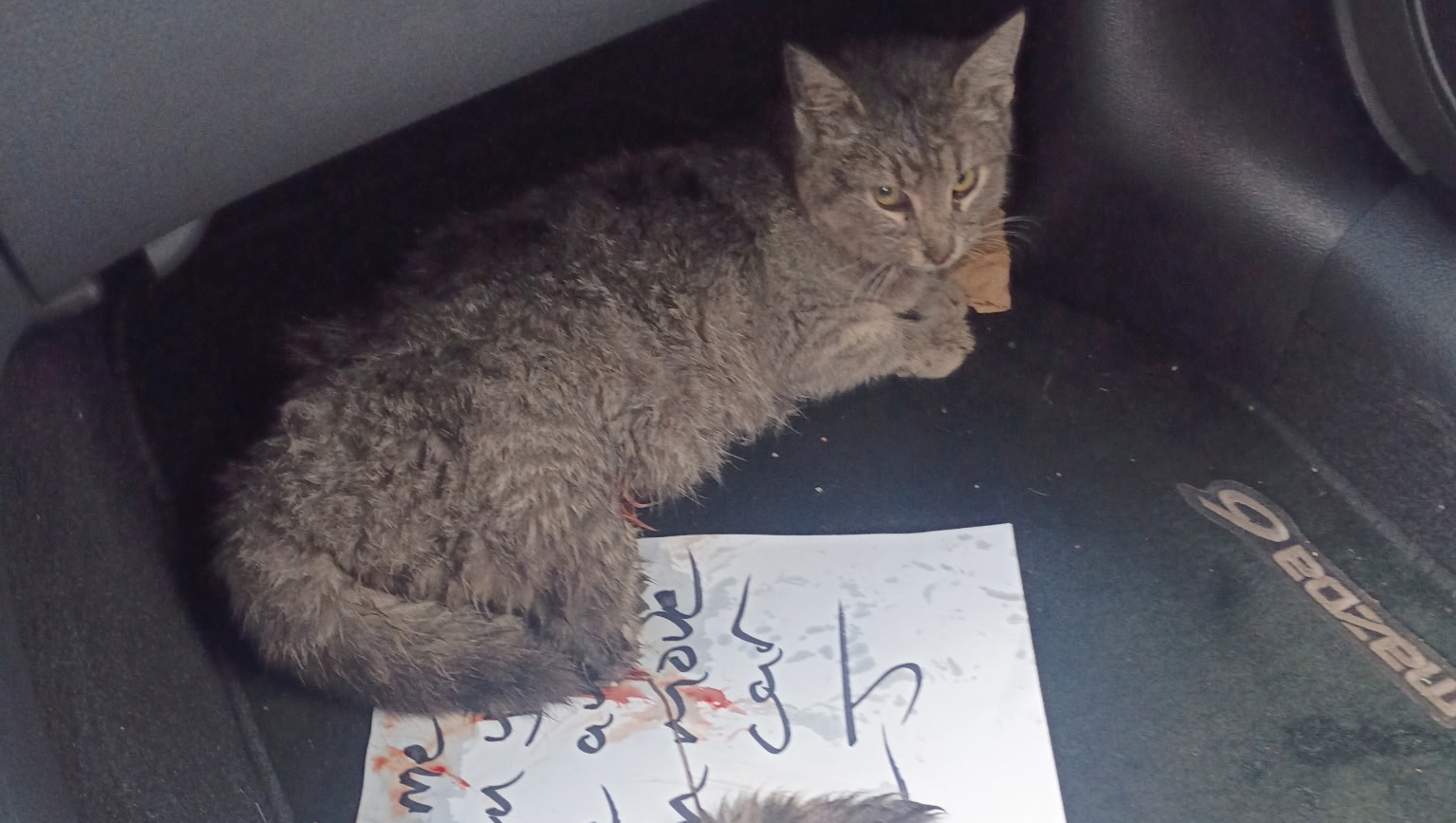 Please Help this injured kitty photo
