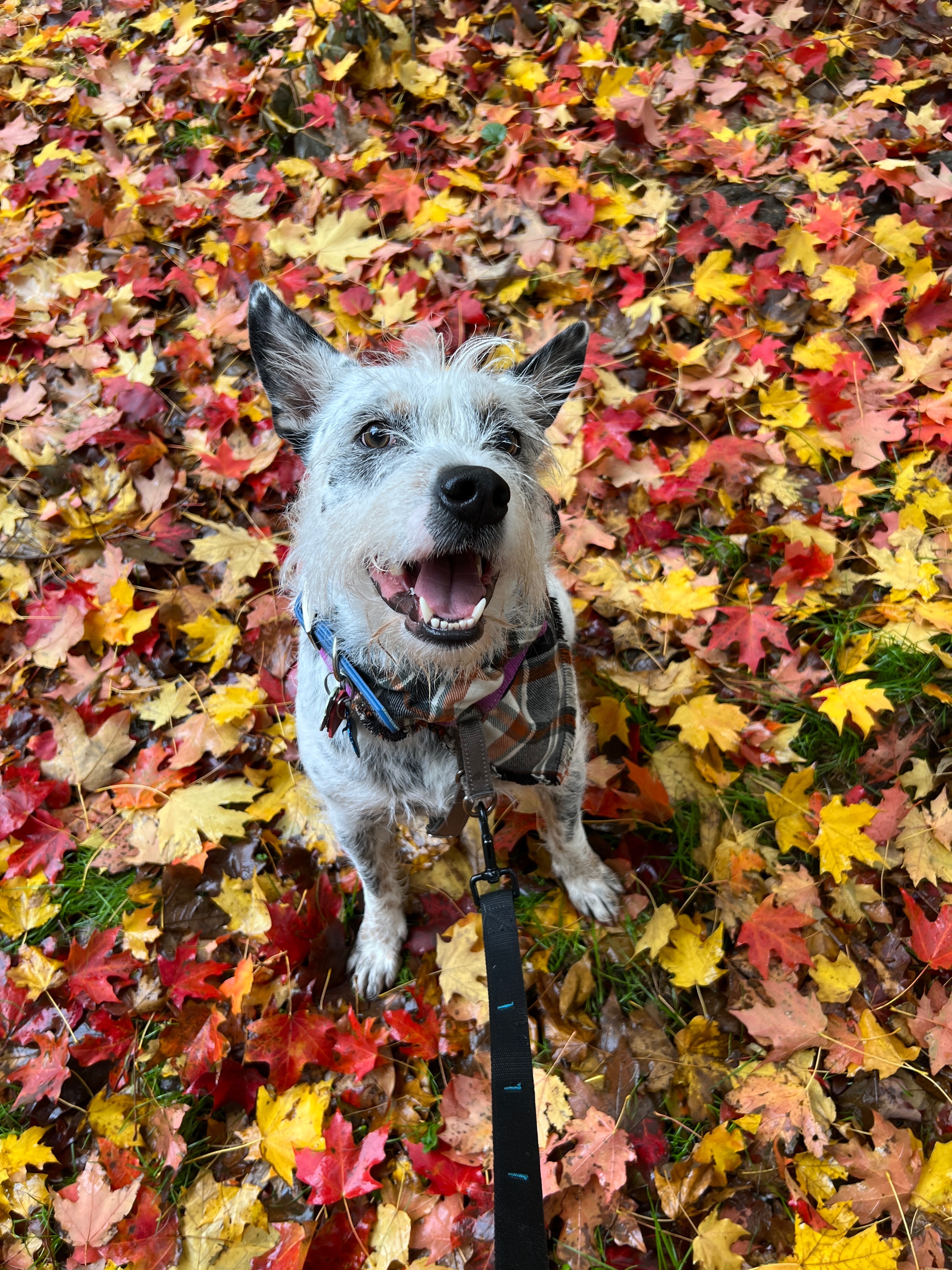 Support Artie's Urgent Cancer Surgery campaign photo, 4 of 8