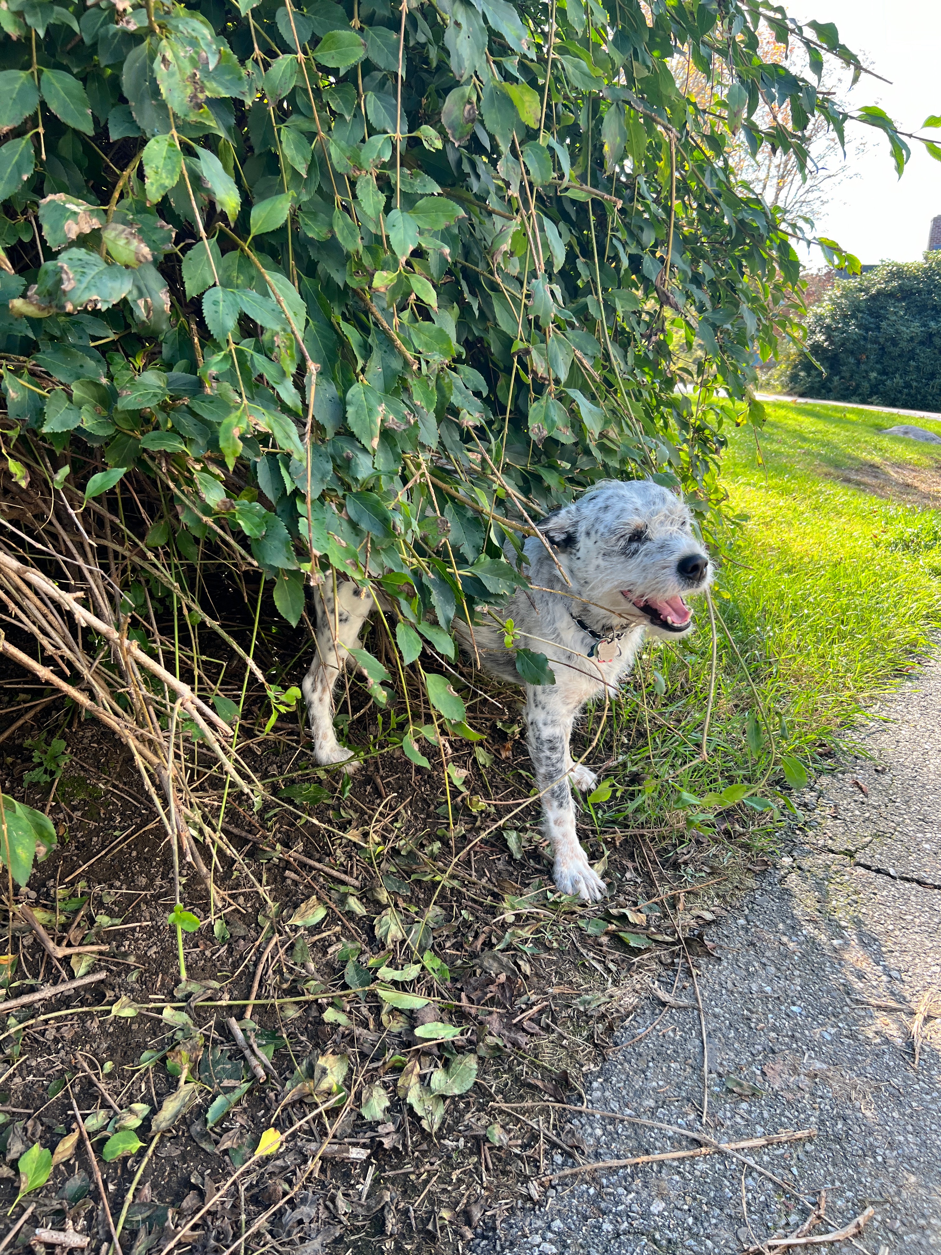 Support Artie's Urgent Cancer Surgery campaign photo, 5 of 8