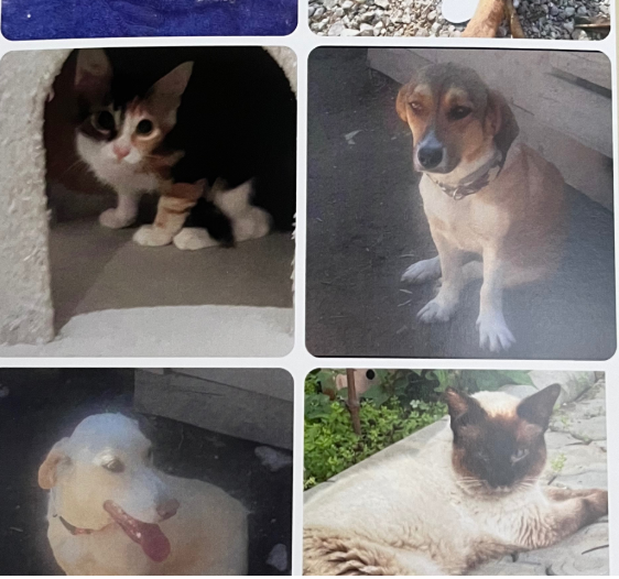 Friends of Animals Aid-Looking for 500 Animal Lover campaign photo, 2 of 4