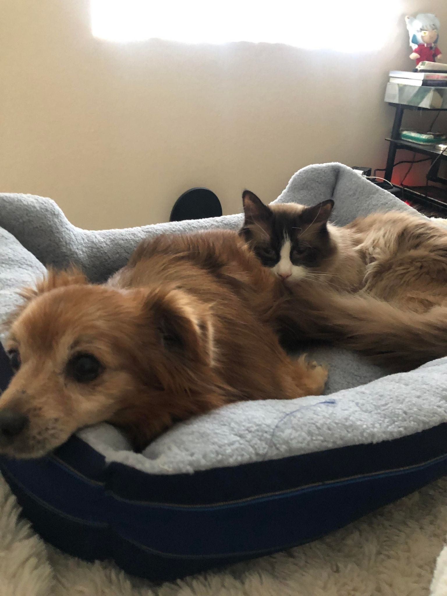 Care for Mozart: Vet Bills and Treatment campaign photo, 2 of 6