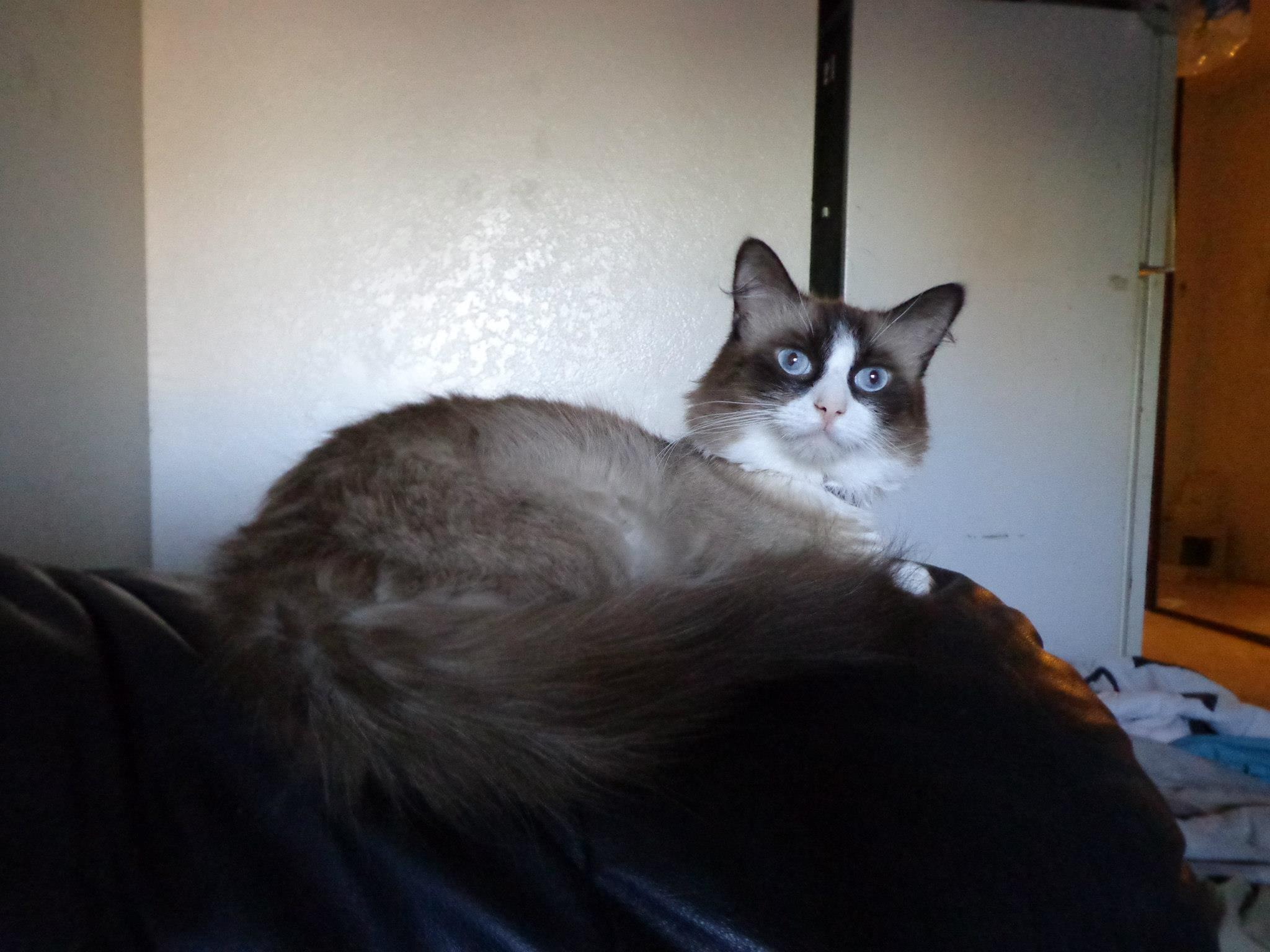 Care for Mozart: Vet Bills and Treatment campaign photo, 4 of 6