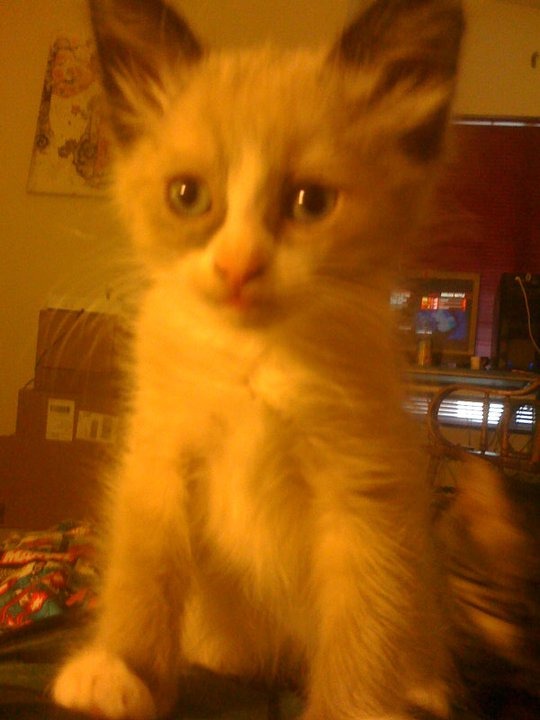Care for Mozart: Vet Bills and Treatment campaign photo, 5 of 6