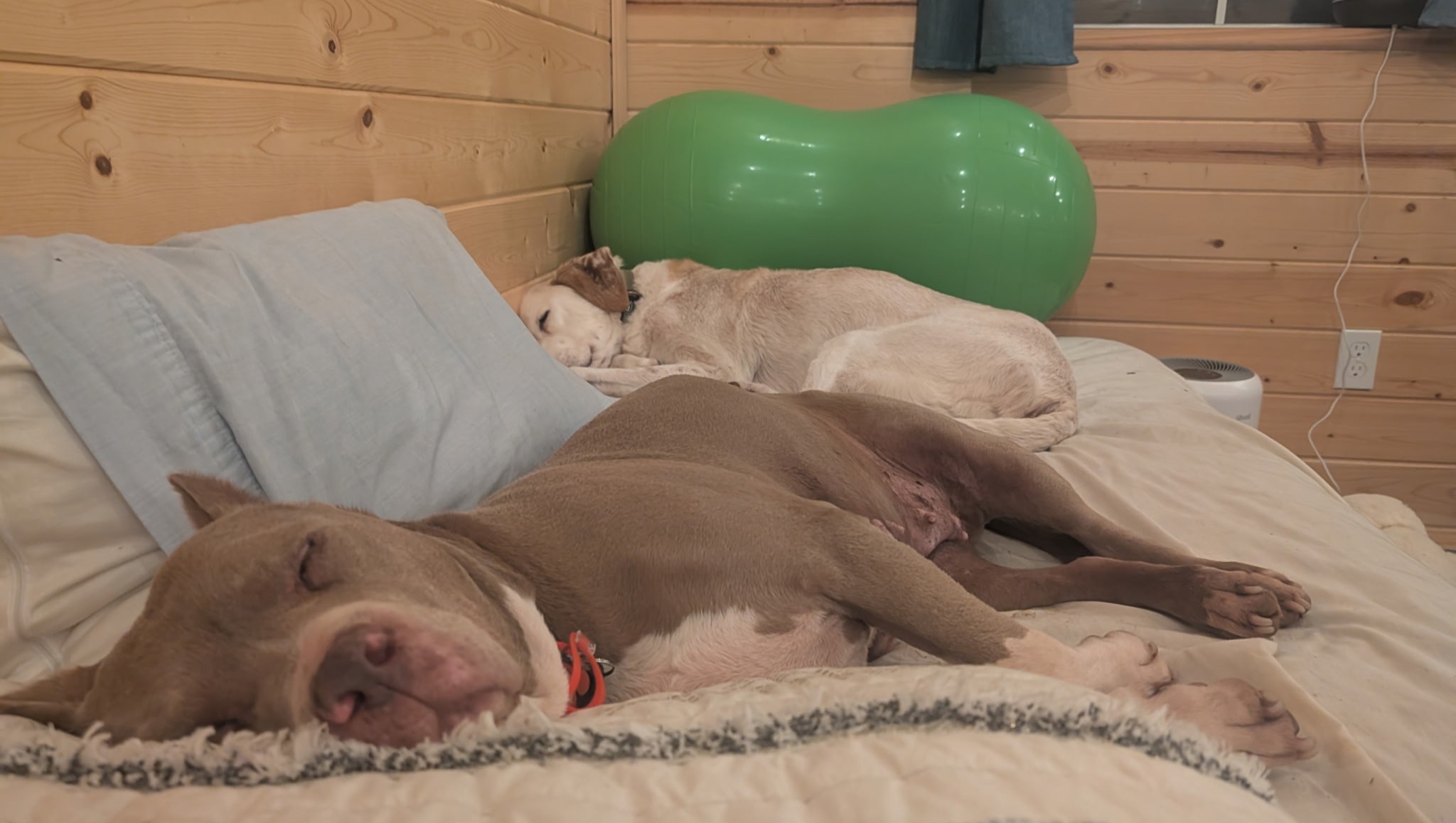 Support Dulce's Surgery for Comfort and Relief