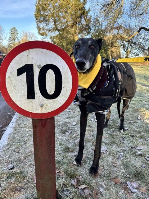 Islay Dog Rescue campaign photo, 6 of 7