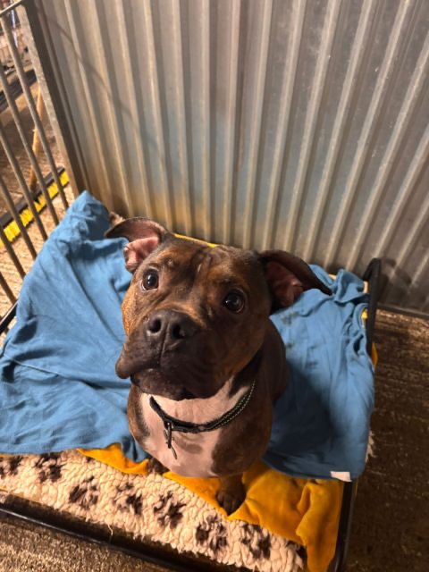 Islay Dog Rescue campaign photo, 4 of 7