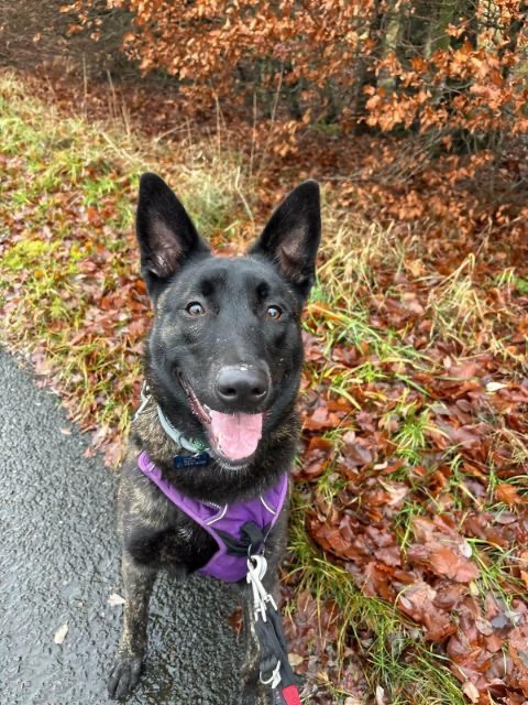 Islay Dog Rescue campaign photo, 5 of 7