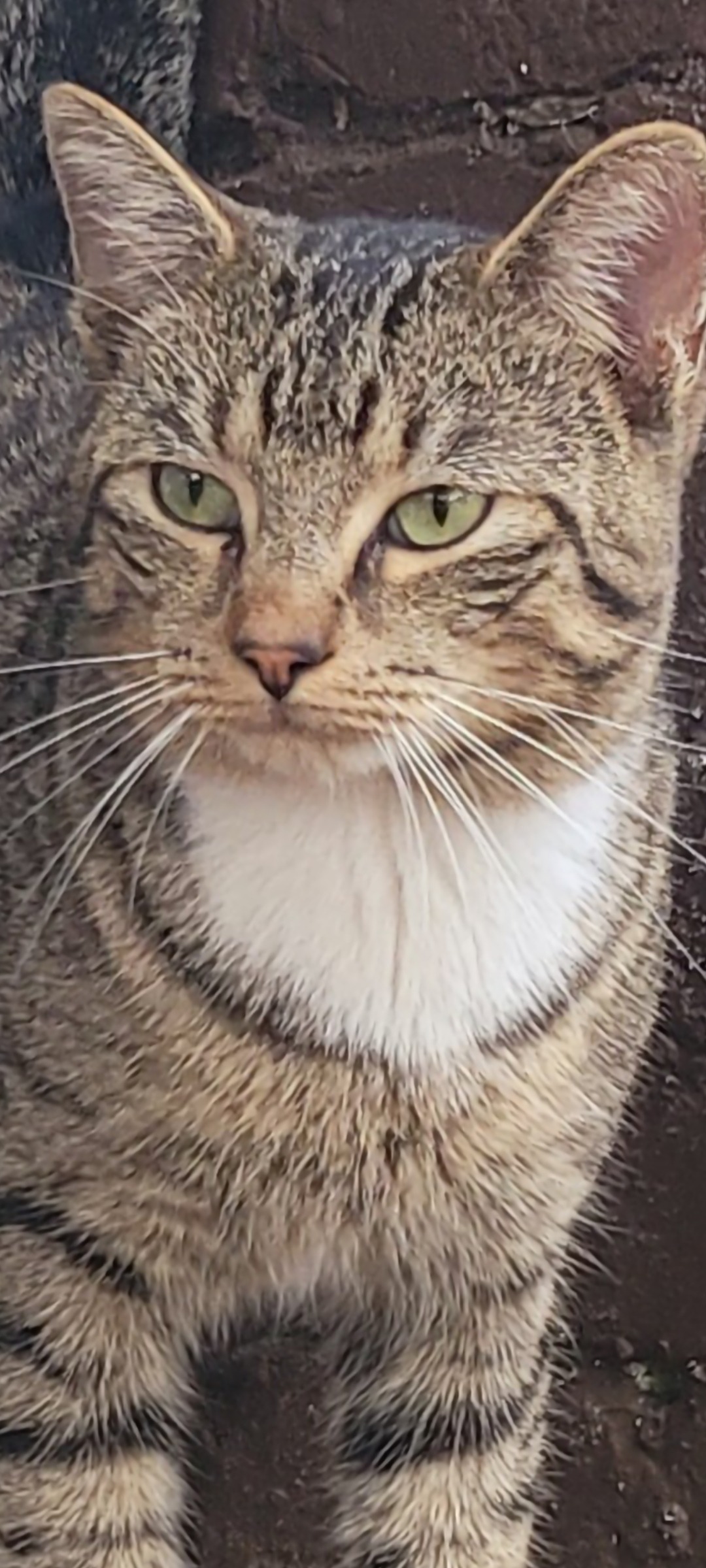 Care for Stray Cats Eli and Ted campaign photo, 4 of 8