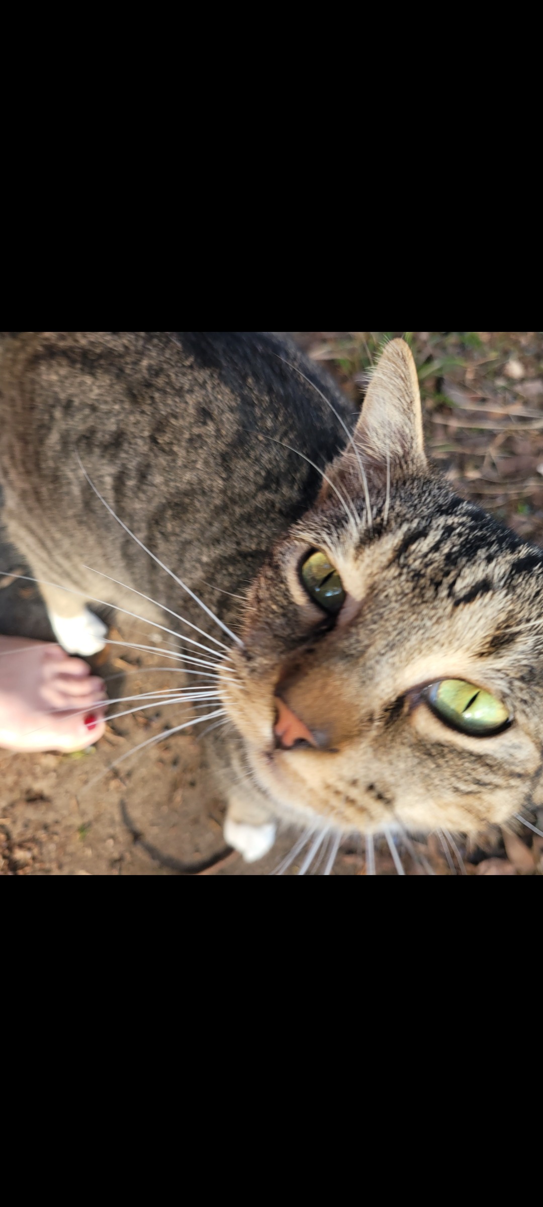 Care for Stray Cats Eli and Ted campaign photo, 2 of 8