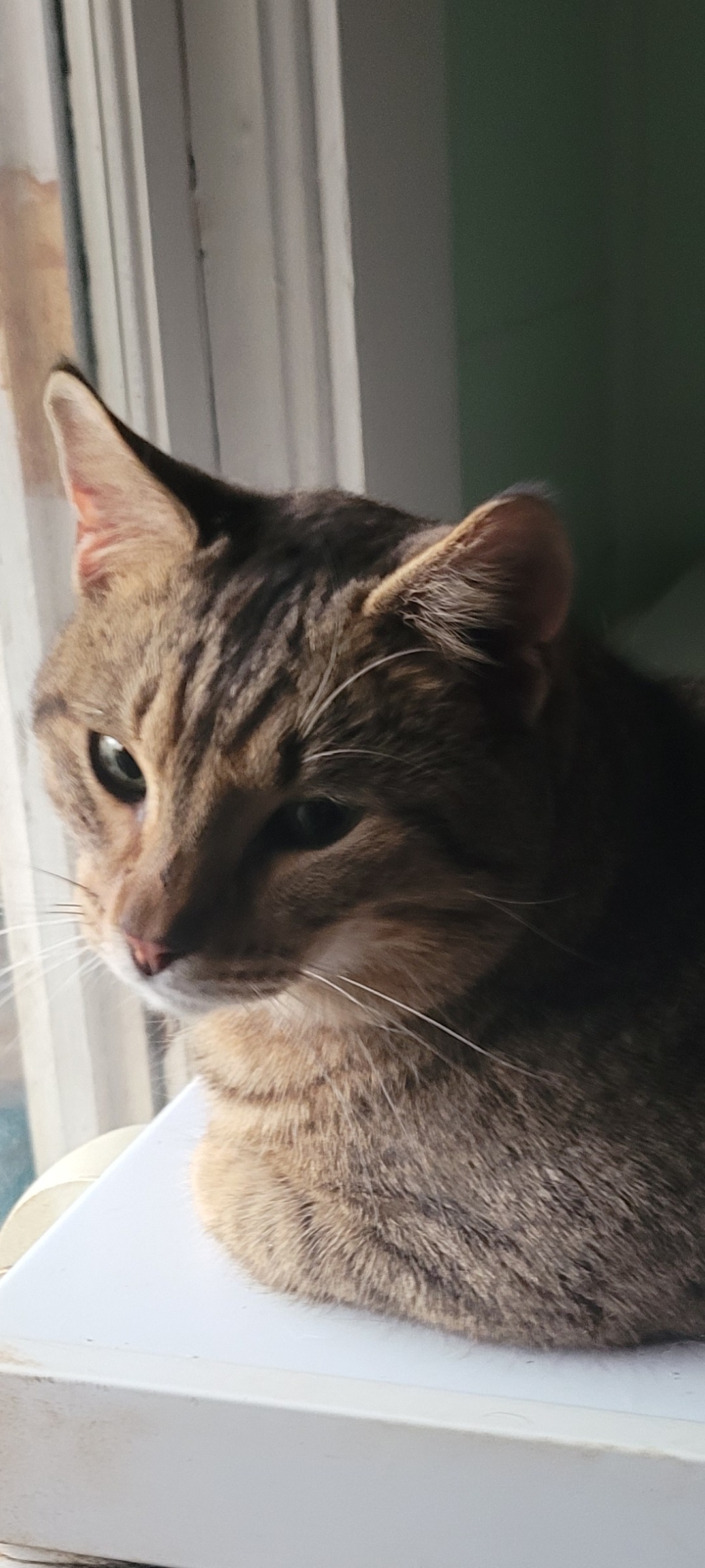 Care for Stray Cats Eli and Ted campaign photo, 5 of 8