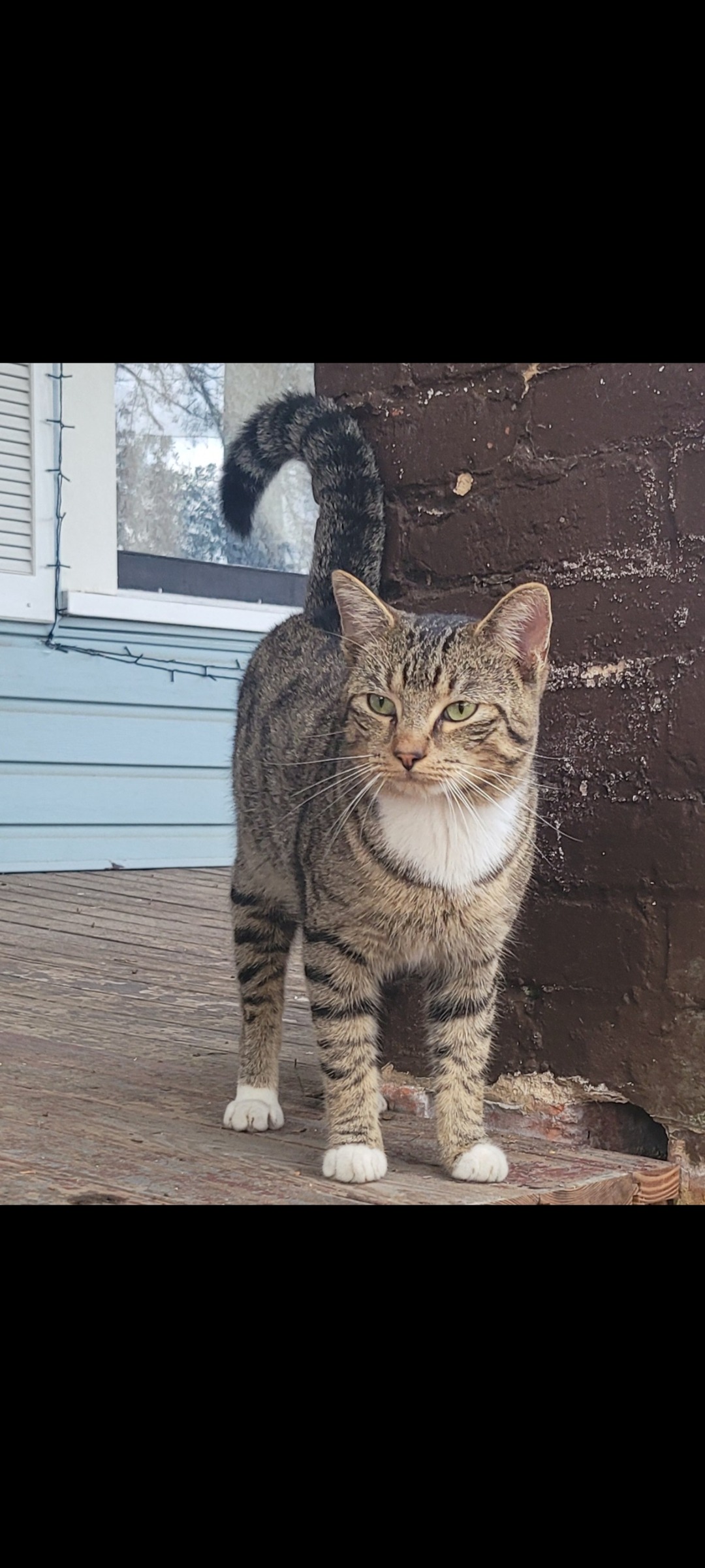 Care for Stray Cats Eli and Ted campaign photo, 6 of 8