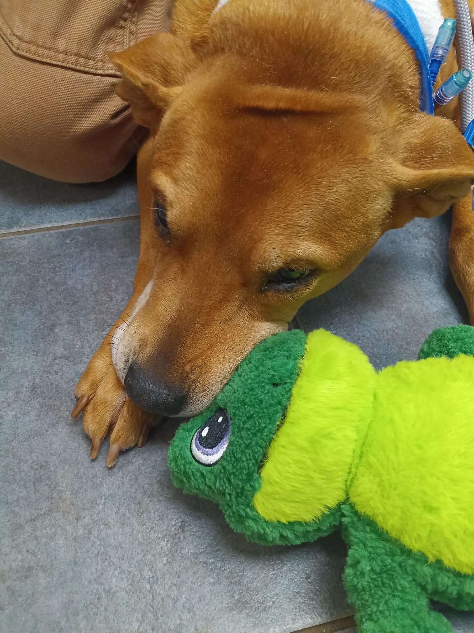 Support for Pup's Urgent Surgery Costs campaign photo, 2 of 6