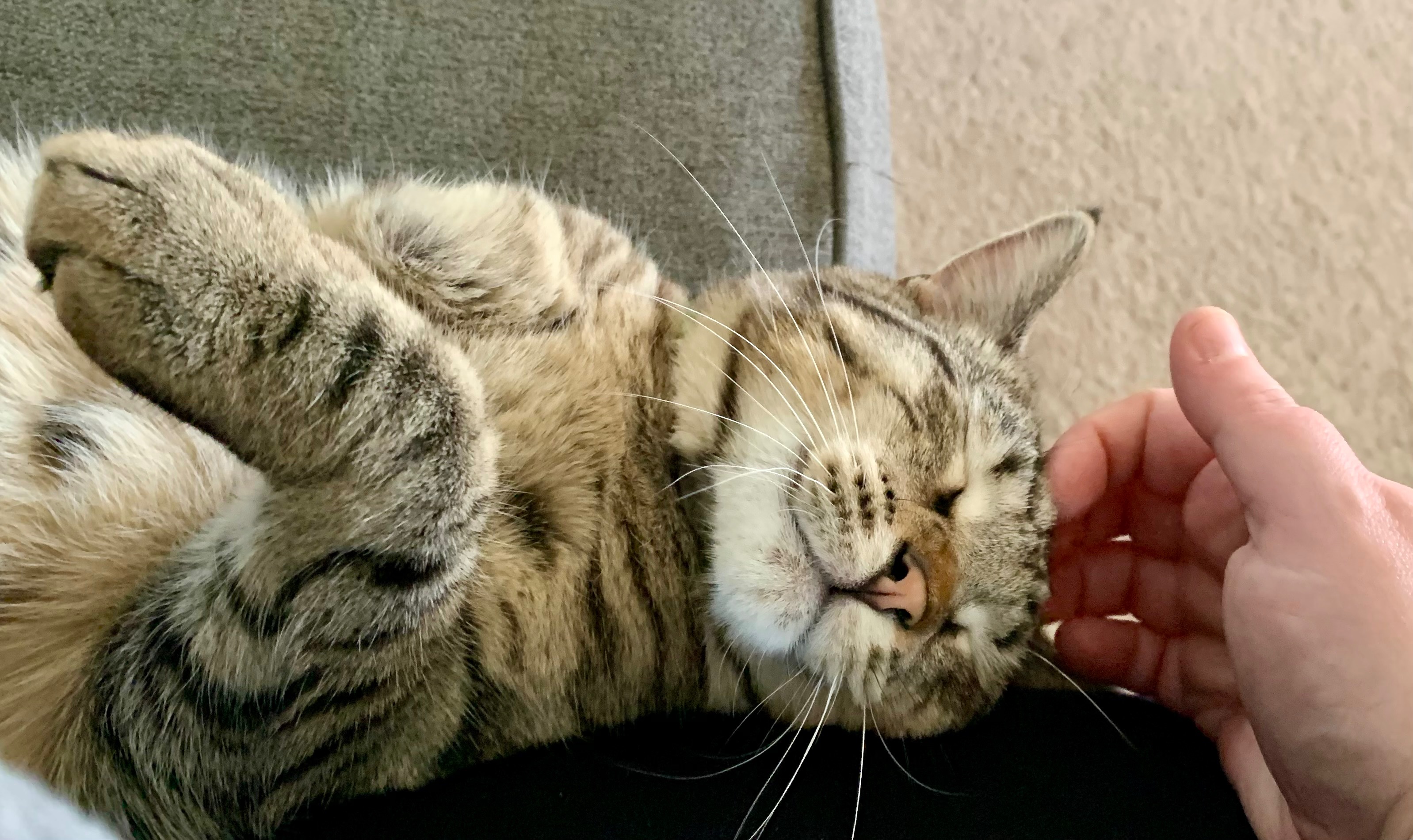 Help Save Pickles: Urgent Vet Care Needed campaign photo, 2 of 5