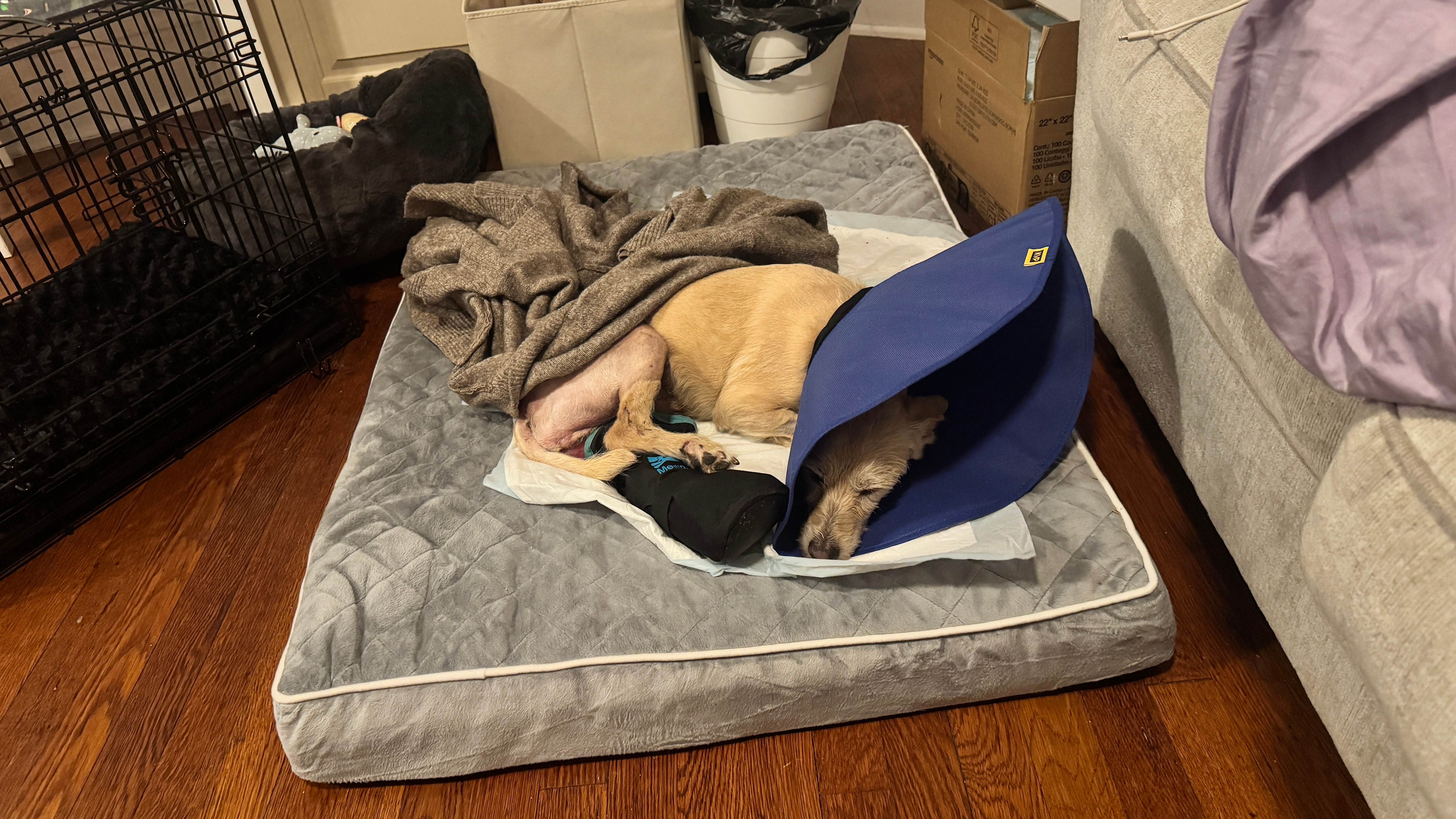 Dihno's medical emegency and vet bills campaign photo, 5 of 6
