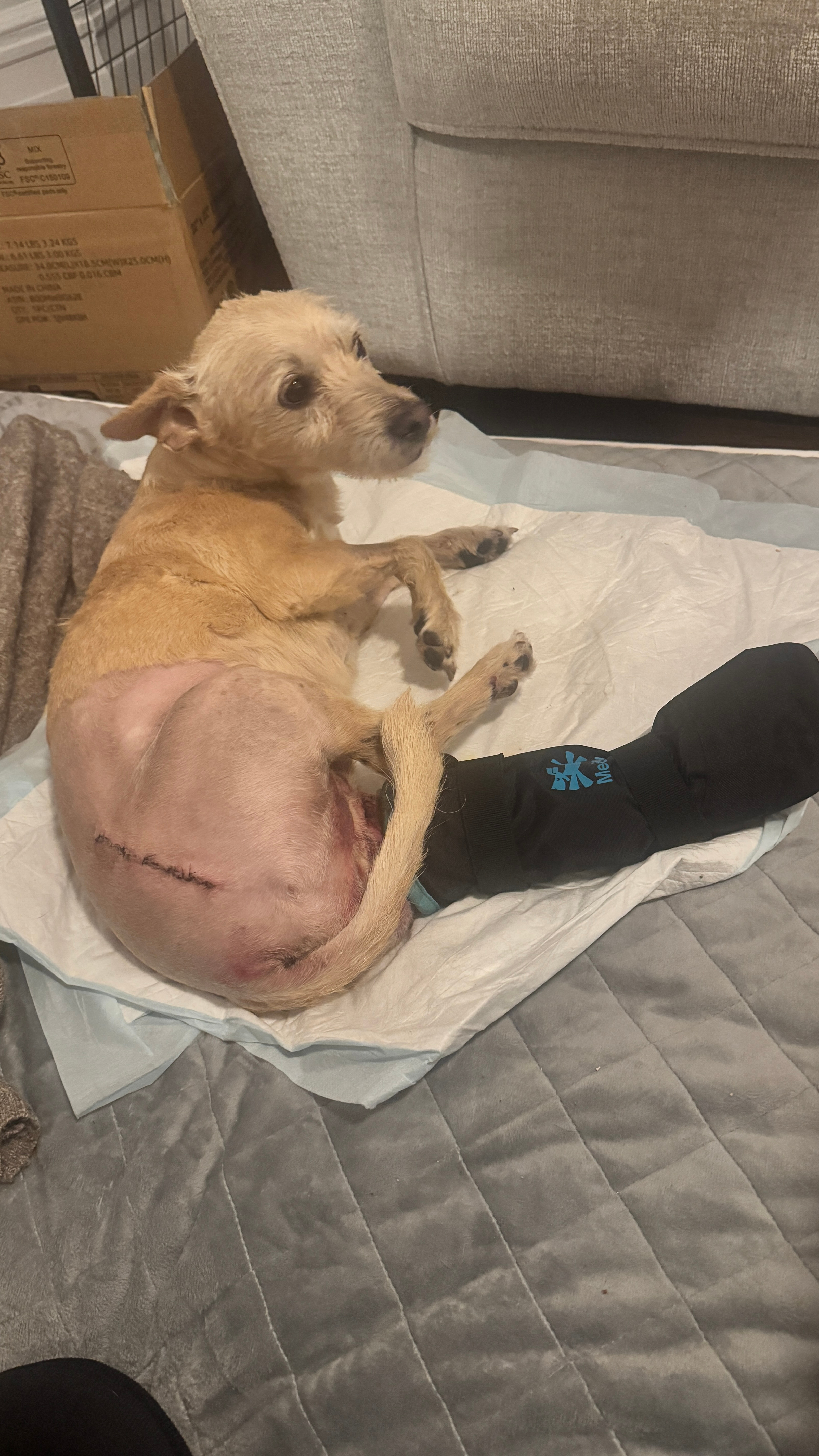 Dihno's medical emegency and vet bills campaign photo, 2 of 6