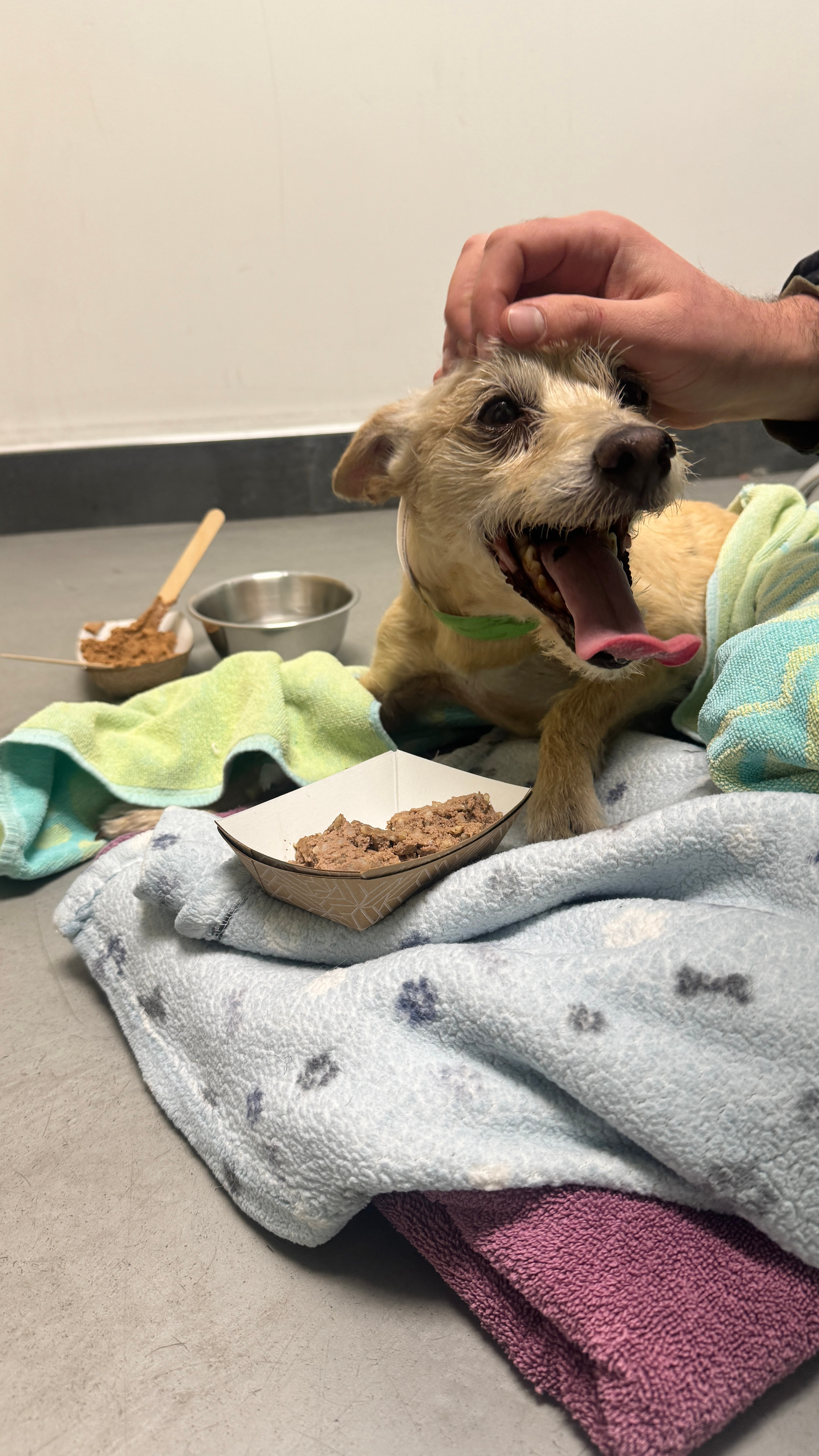 Dihno's medical emegency and vet bills campaign photo, 4 of 6