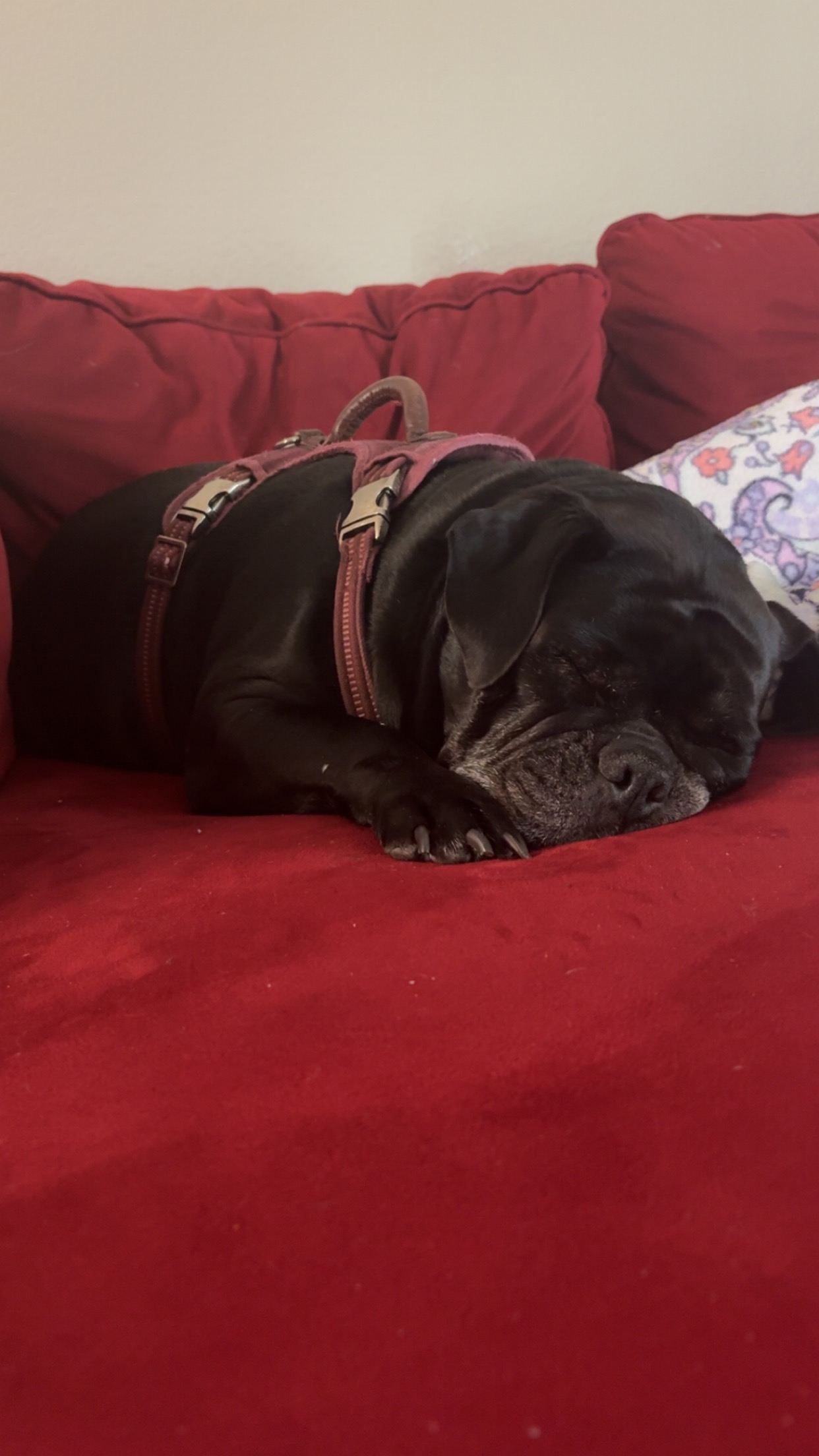 Help Vada Get ACL Surgery and Heal campaign photo, 7 of 8