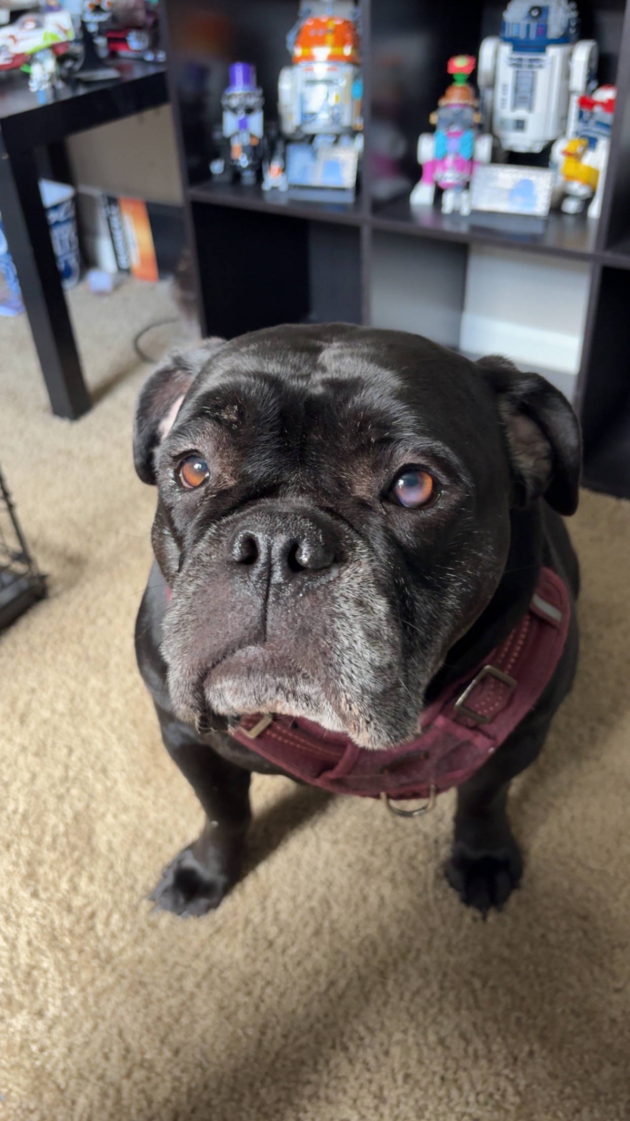 Help Vada Get ACL Surgery and Heal campaign photo, 2 of 8
