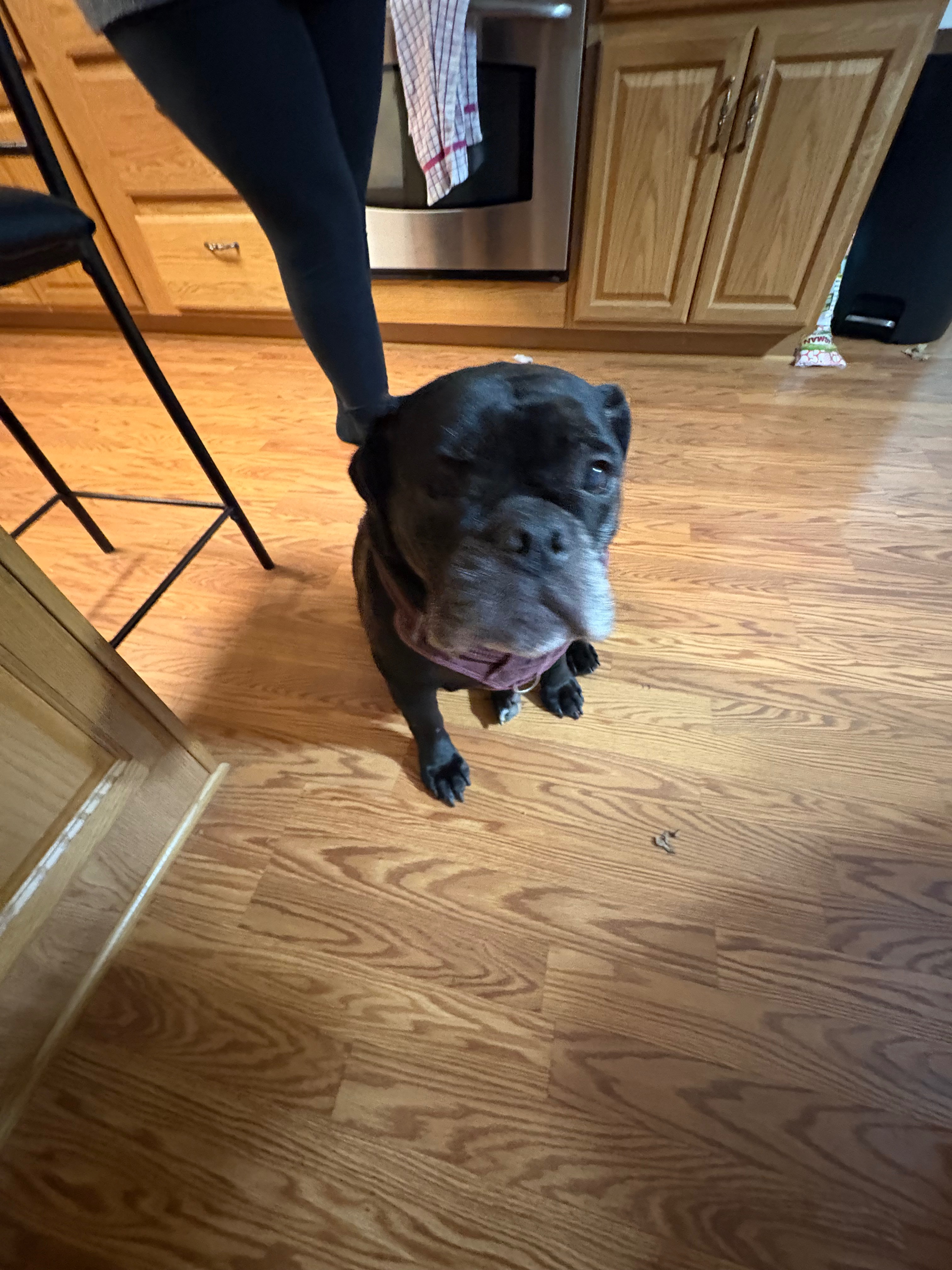 Help Vada Get ACL Surgery and Heal campaign photo, 4 of 8