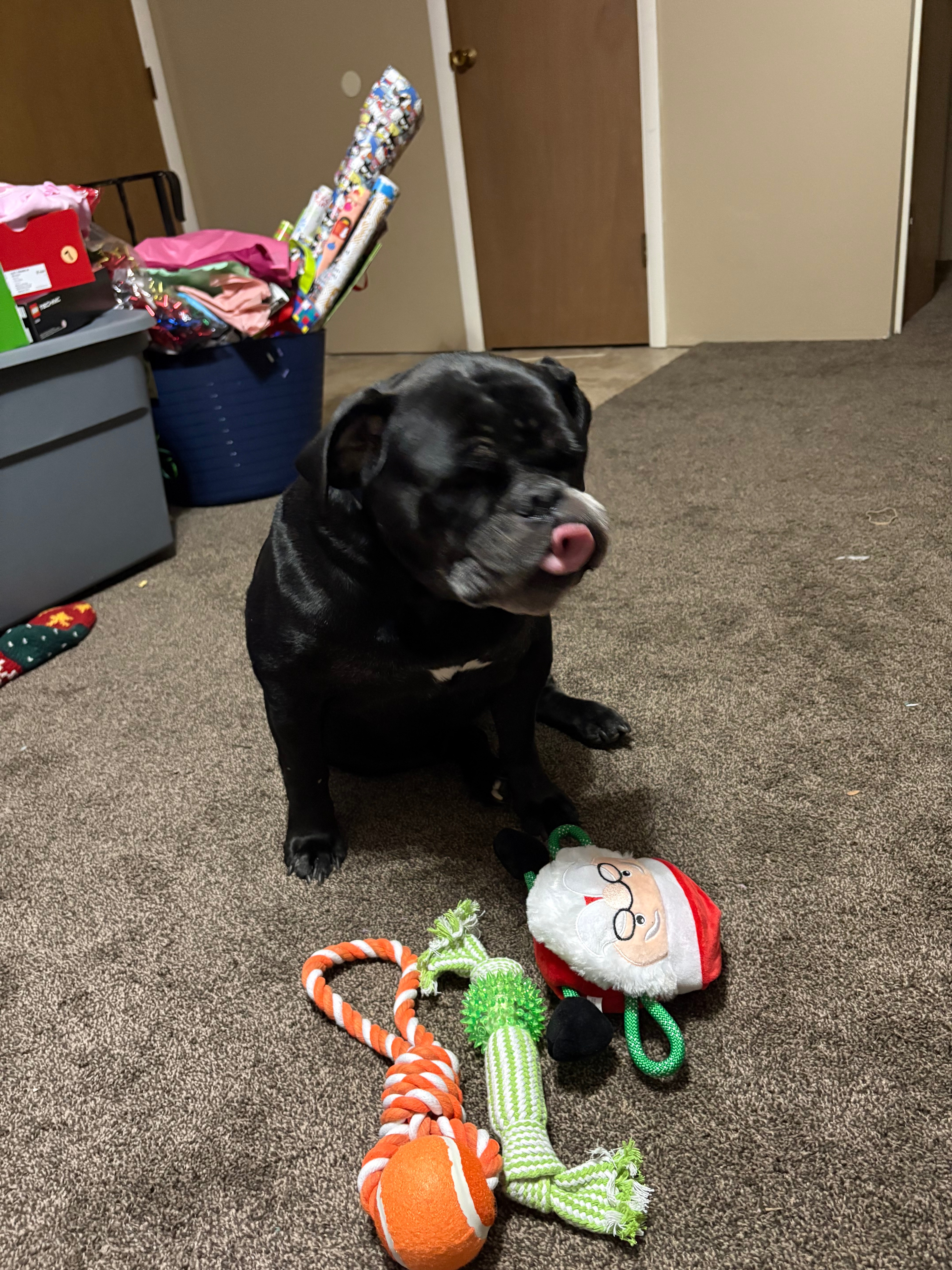 Help Vada Get ACL Surgery and Heal campaign photo, 5 of 8