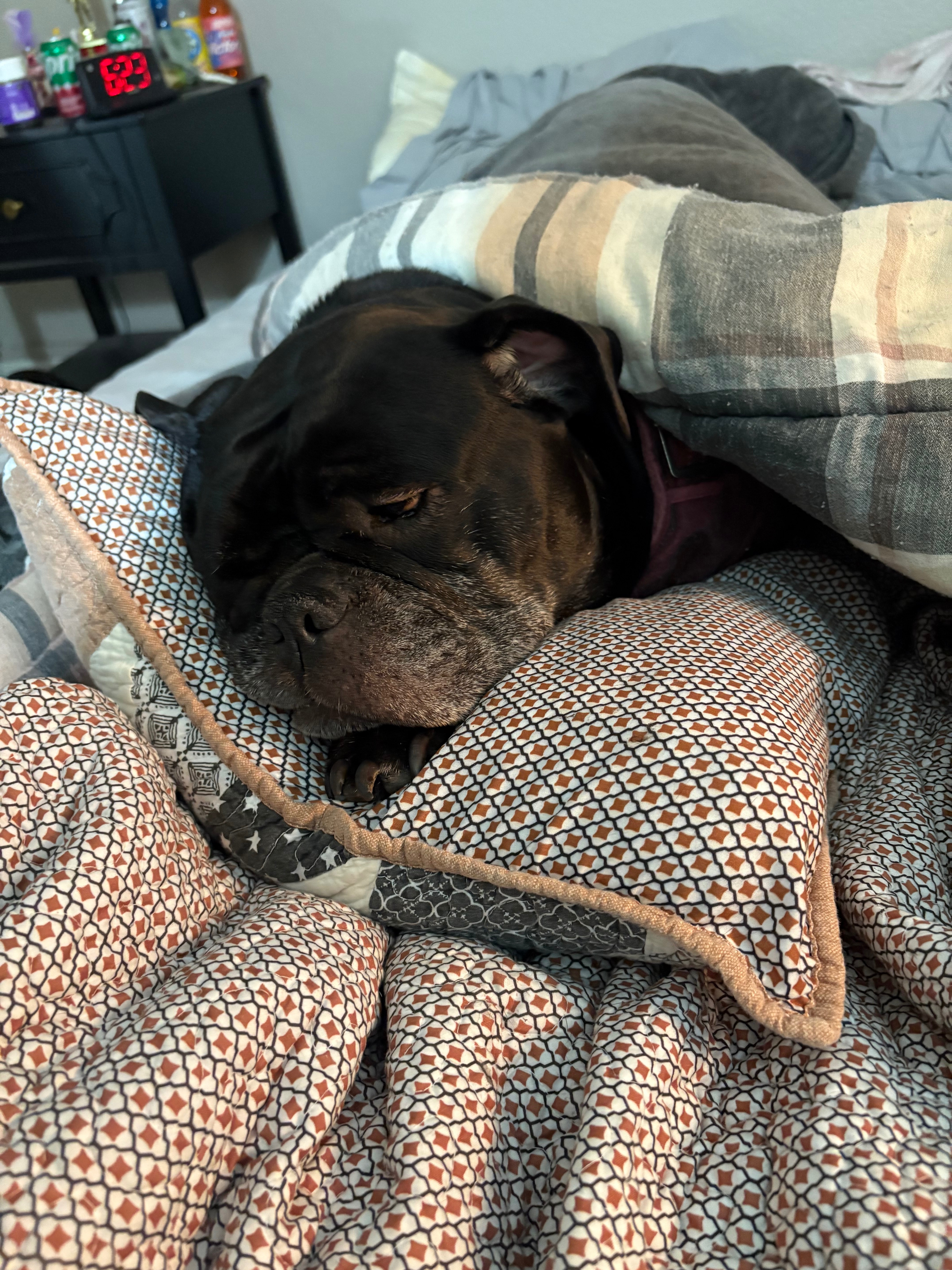 Help Vada Get ACL Surgery and Heal campaign photo, 6 of 8