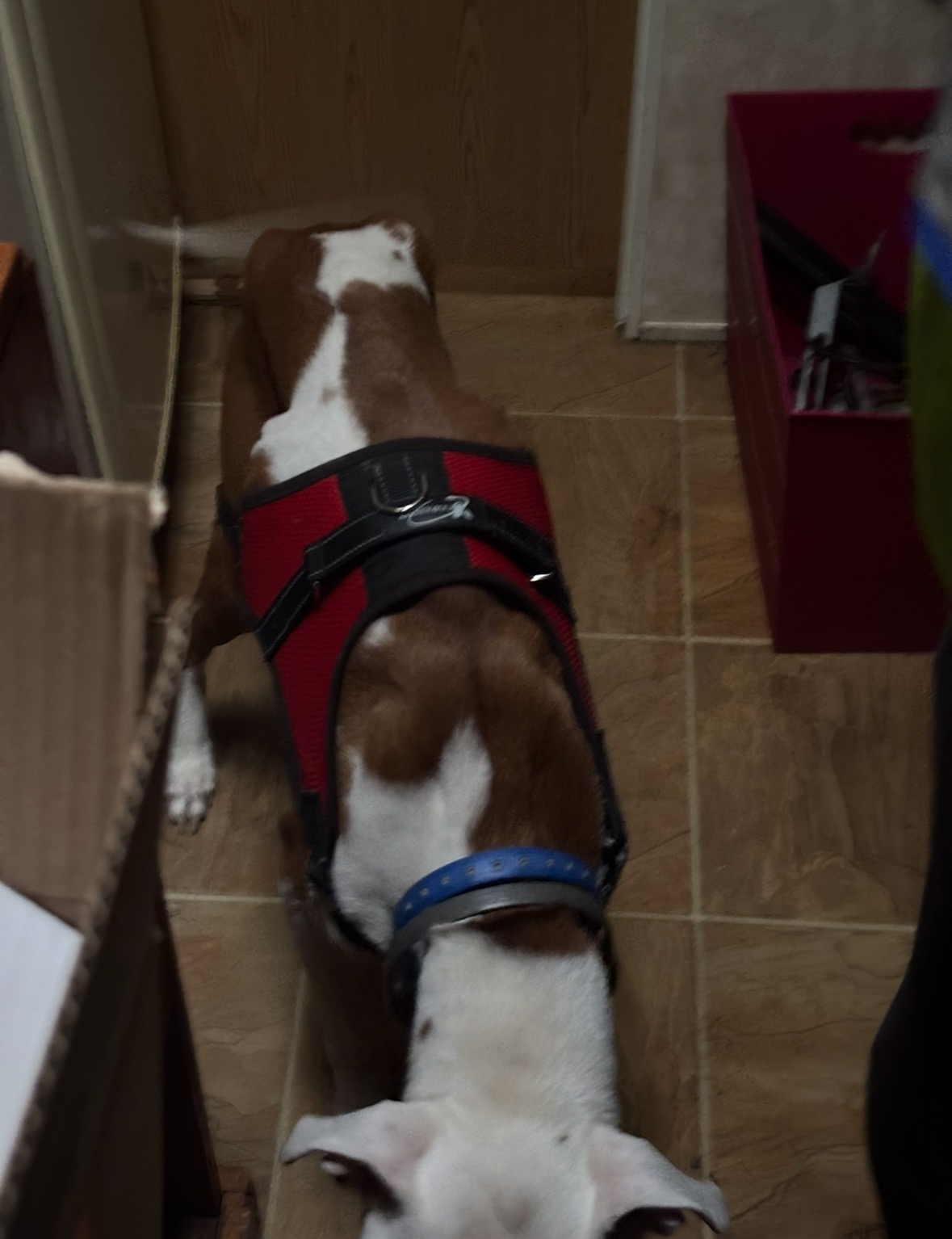 Support Daisy Mae’s Journey to Health campaign photo, 6 of 7