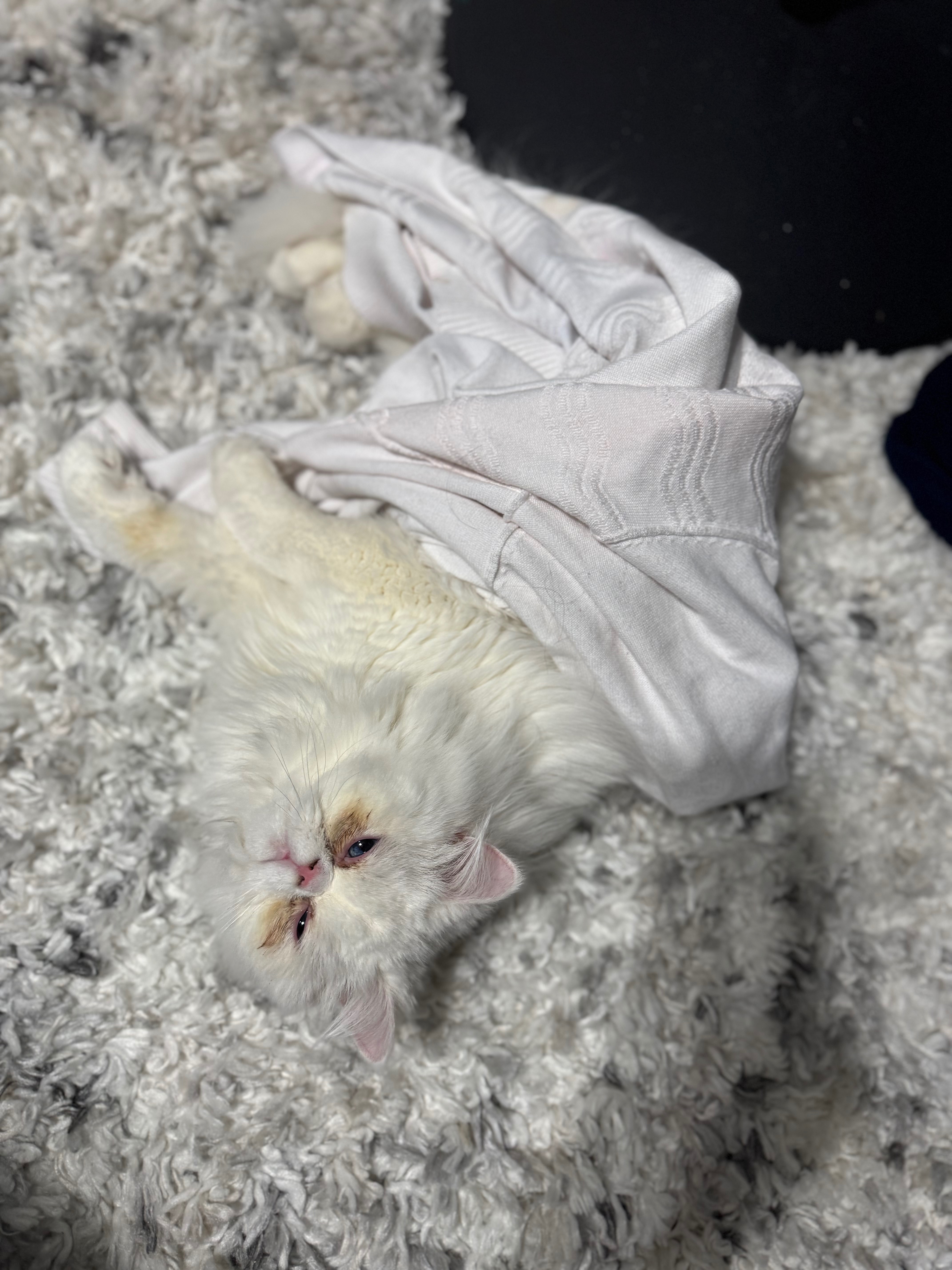 Support My Cat’s CHF Treatment & Emergency Care campaign photo, 7 of 8