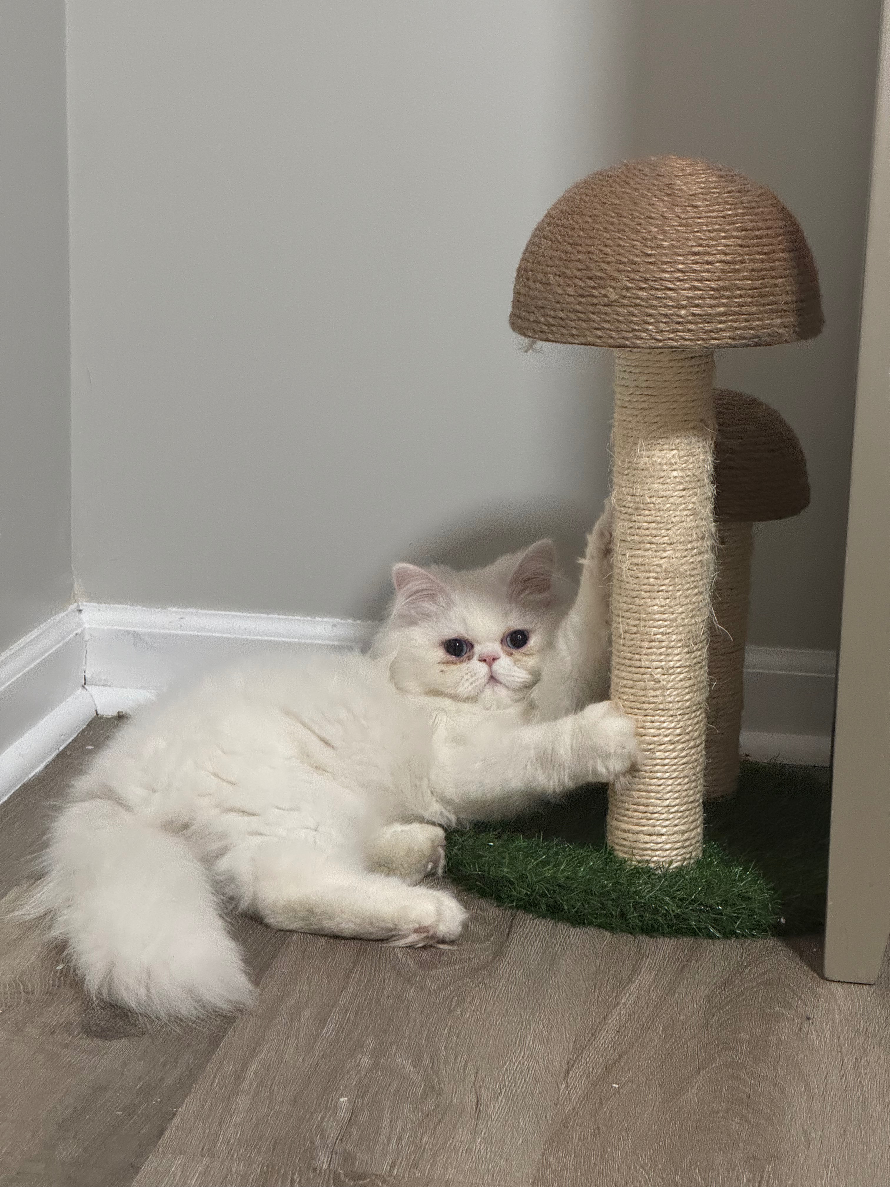 Support My Cat’s CHF Treatment & Emergency Care campaign photo, 2 of 8