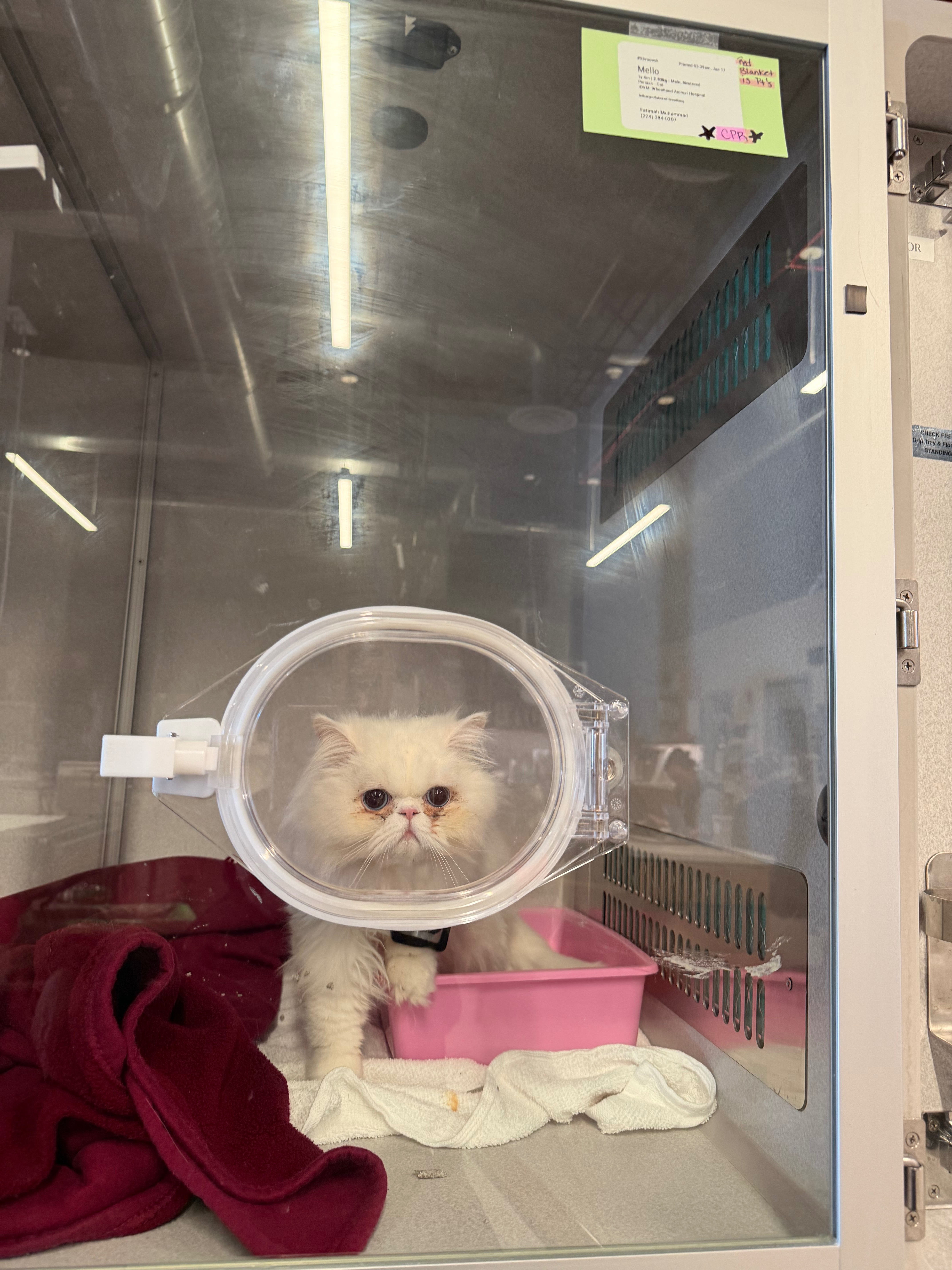 Support My Cat’s CHF Treatment & Emergency Care campaign photo, 4 of 8