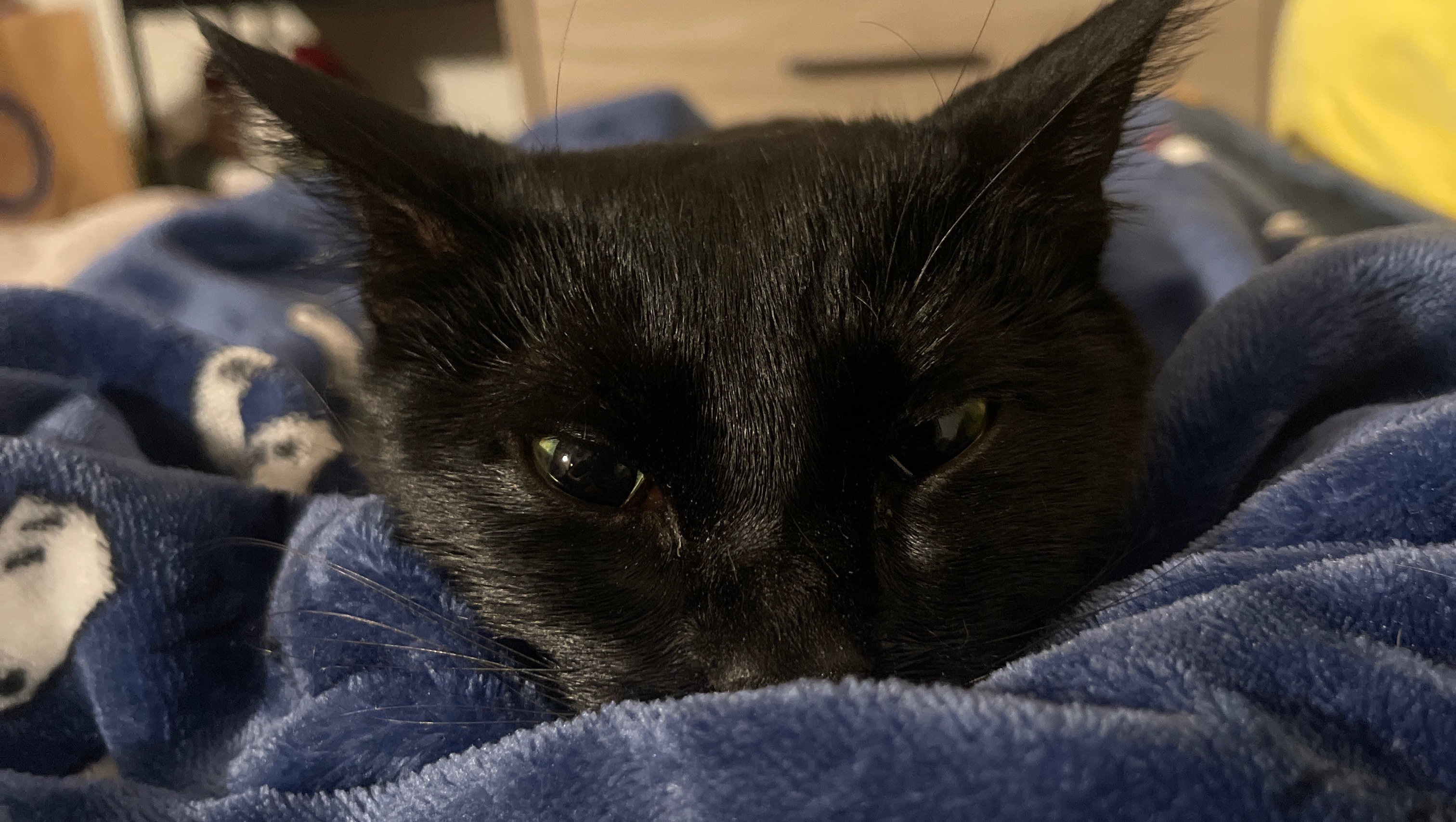 Help Stella Get Emergency Surgery photo