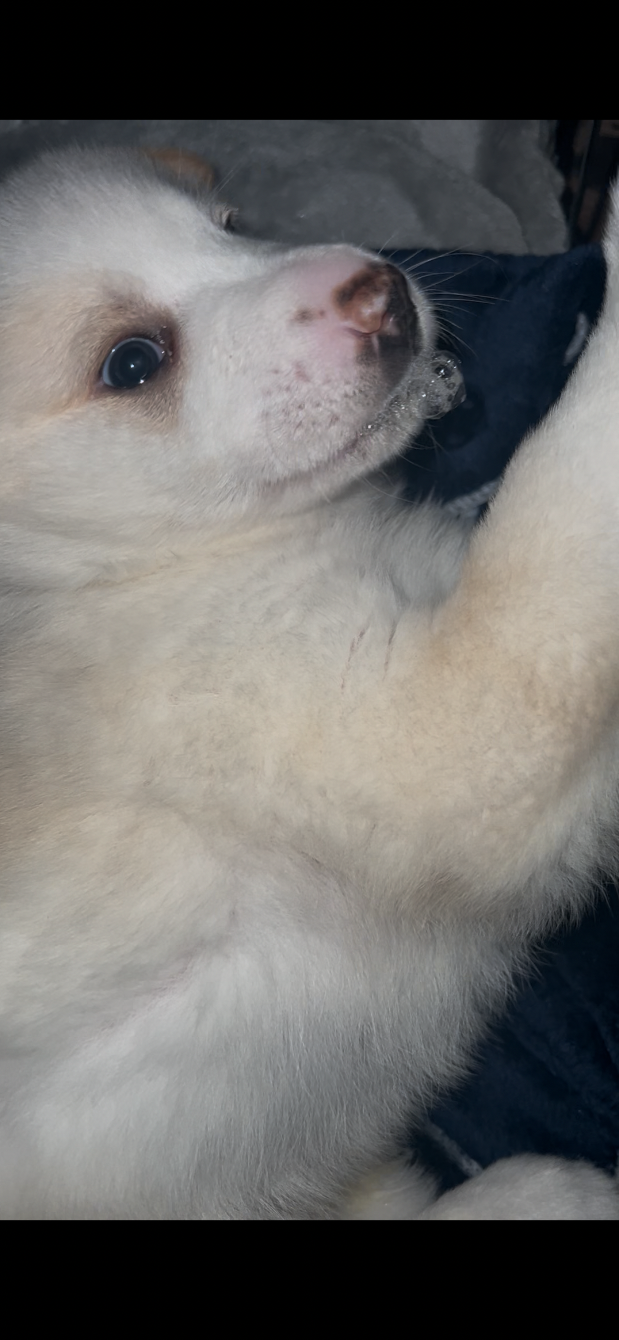 Cachorro con ataques epilépticos NECESITA AYUDA URGENTE campaign photo, 6 of 7