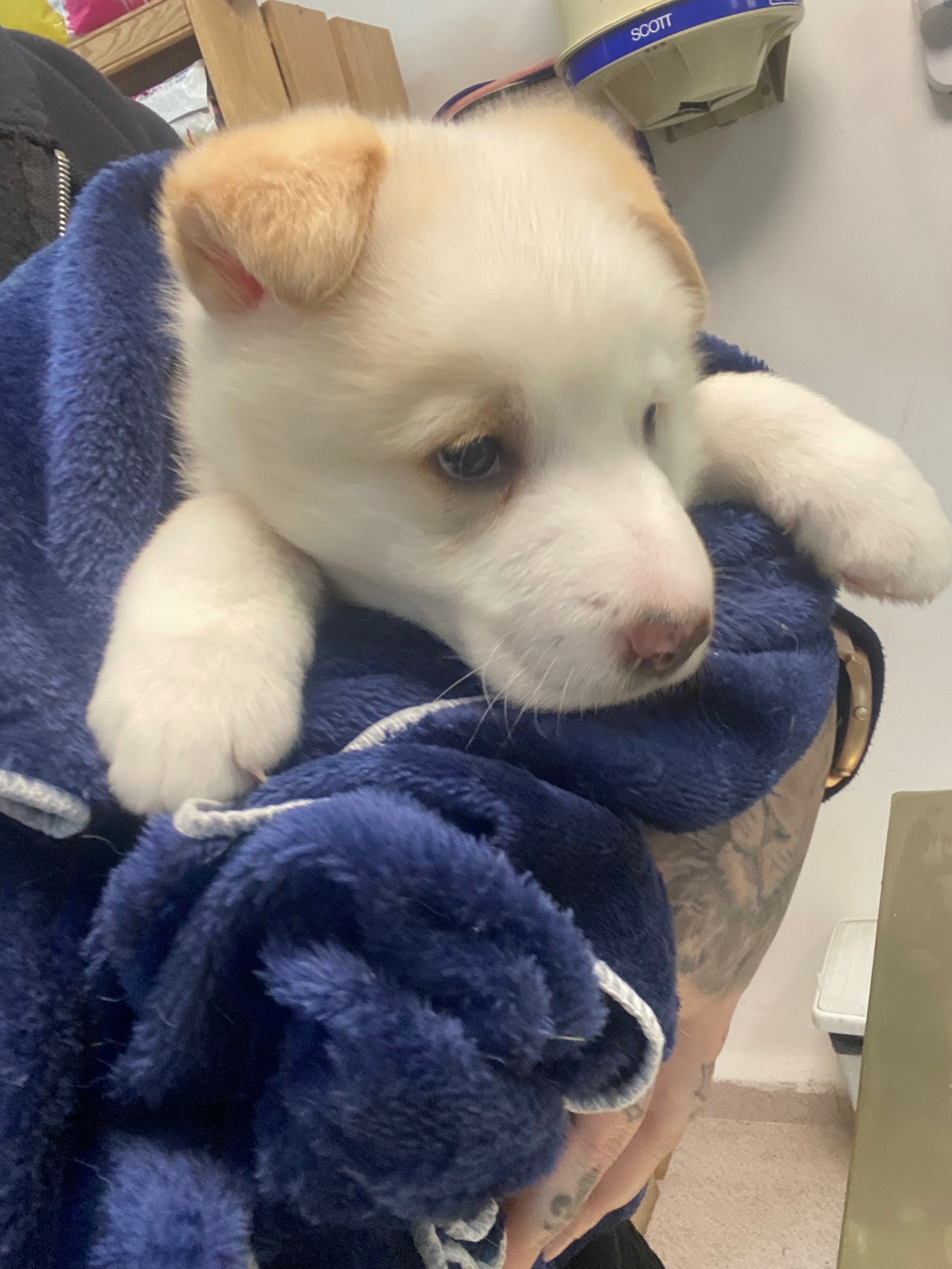 Cachorro con ataques epilépticos NECESITA AYUDA URGENTE campaign photo, 4 of 7