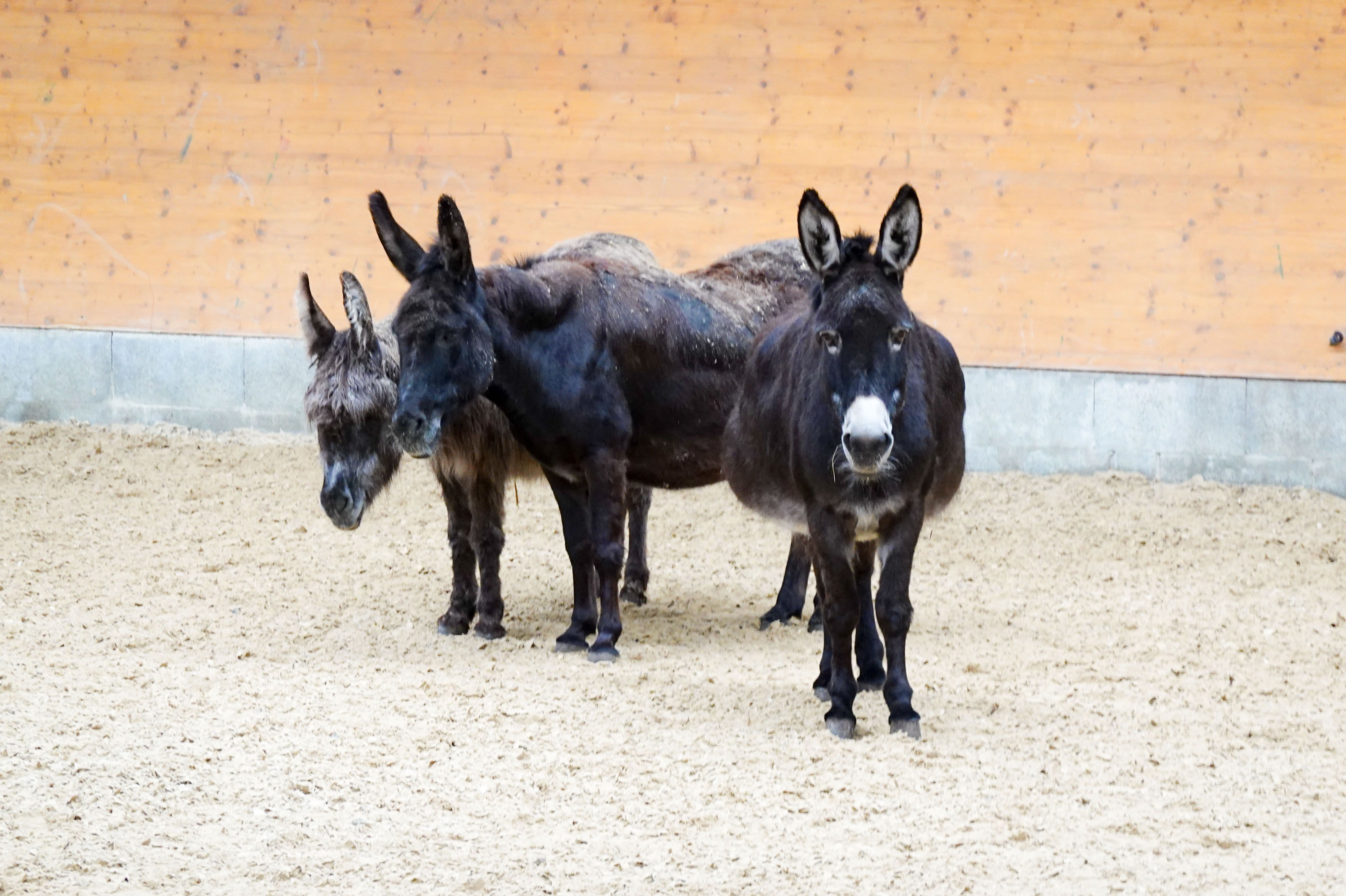 Unterstützung für die Schützlinge vom Gnadenhof Animal`s Sou campaign photo, 2 of 4