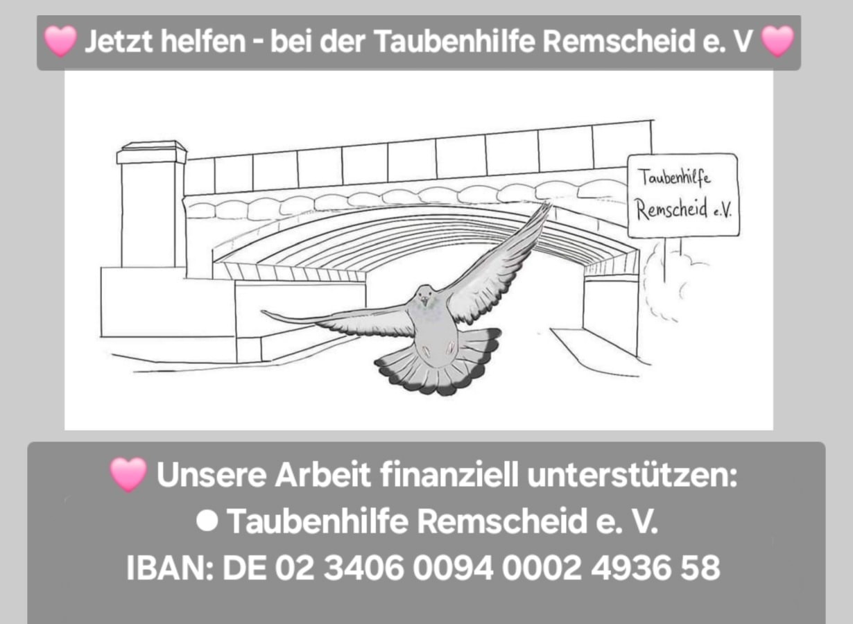 Wir kümmern uns um das Leid unserer Remscheider Tauben campaign photo, 2 of 4
