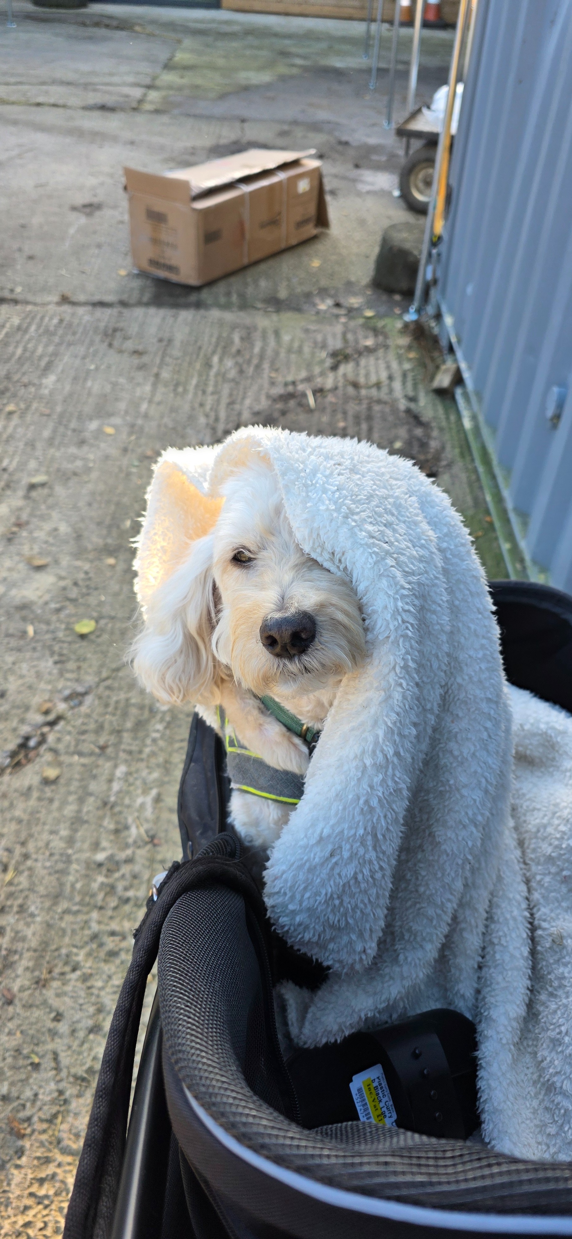 Help towards Alfies vet bills campaign photo, 7 of 8