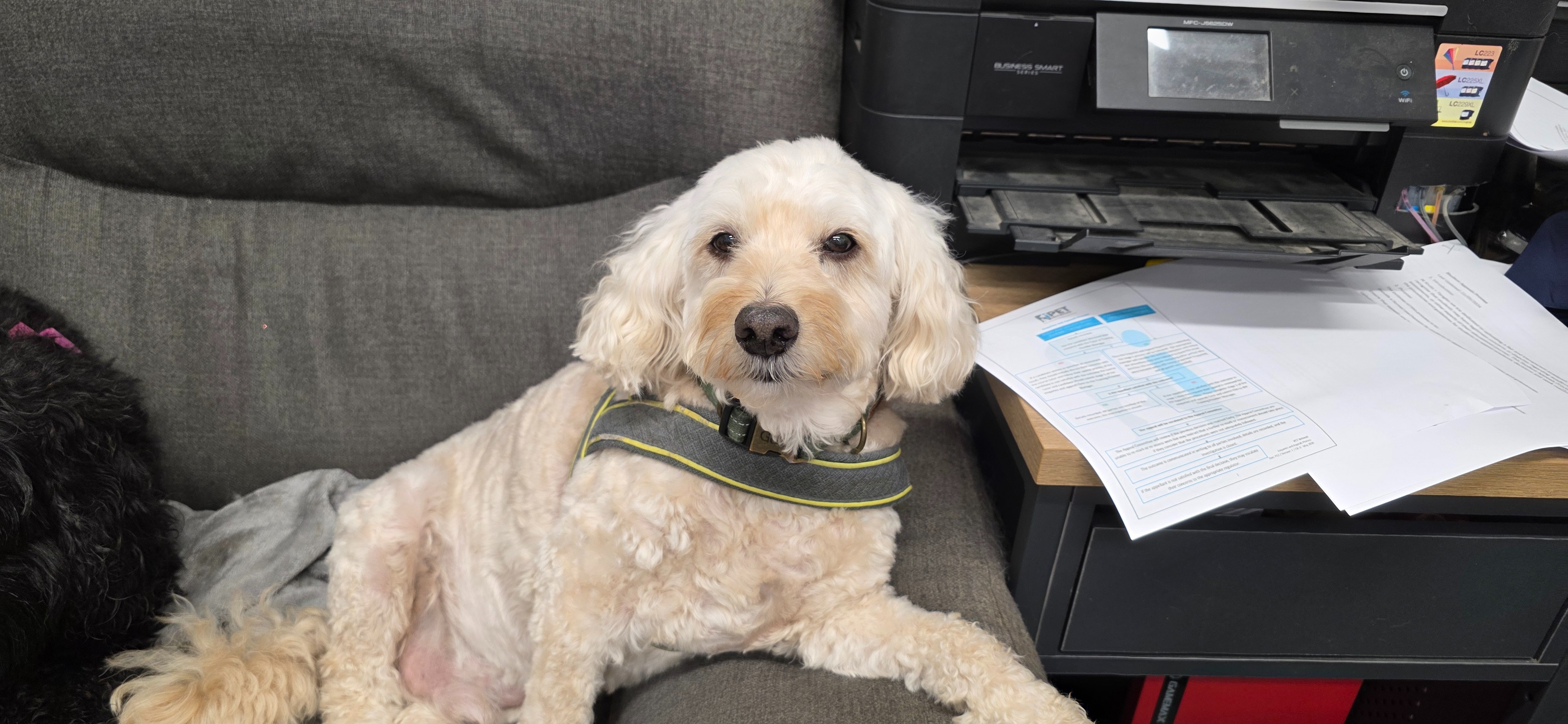 Help towards Alfies vet bills campaign photo, 2 of 8