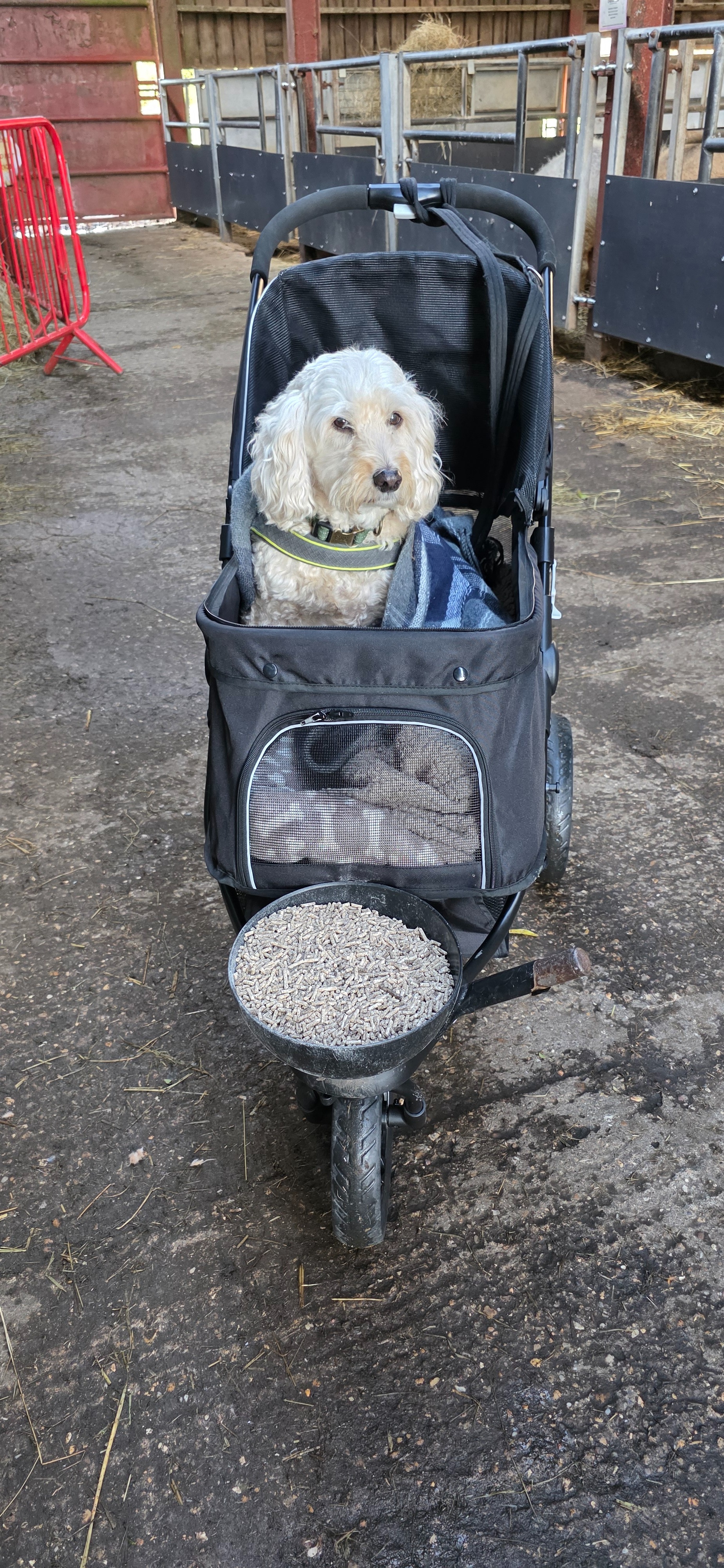 Help towards Alfies vet bills campaign photo, 4 of 8