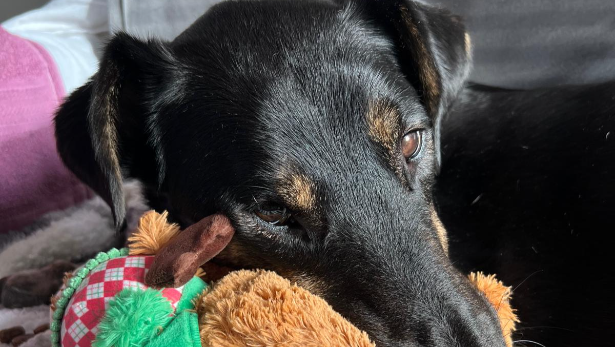 Fundraiser by Pia Johansen : Help adorable rescue dog Limpy recover ...