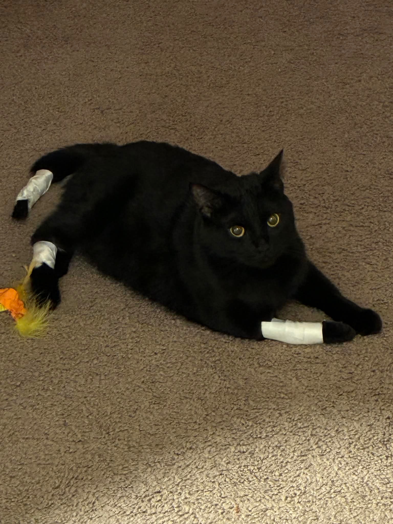 Aid for Jennifer’s Cat Buddy’s Vet Costs campaign photo, 4 of 5