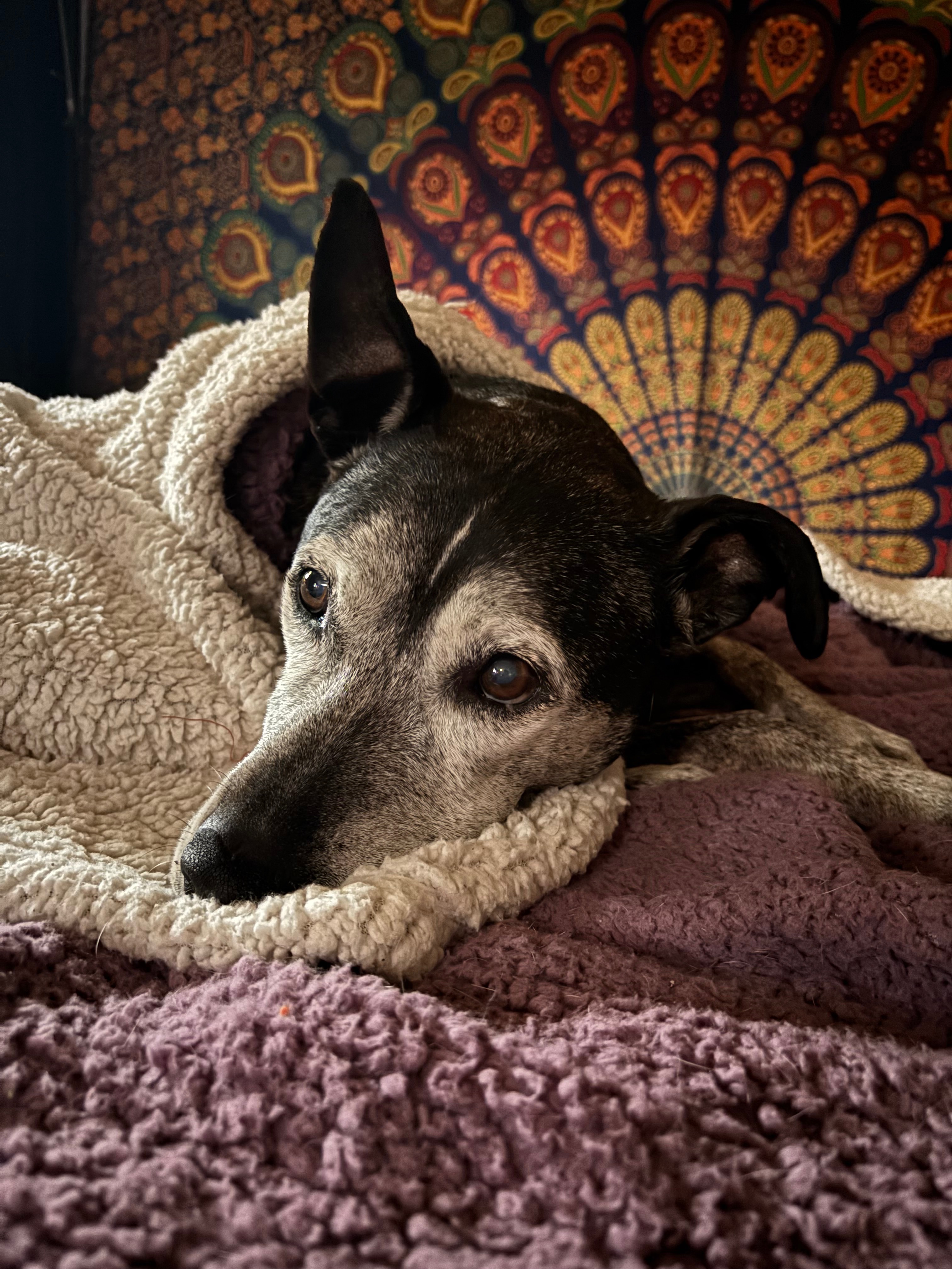 Help Bella Get the Care She Needs campaign photo, 2 of 4