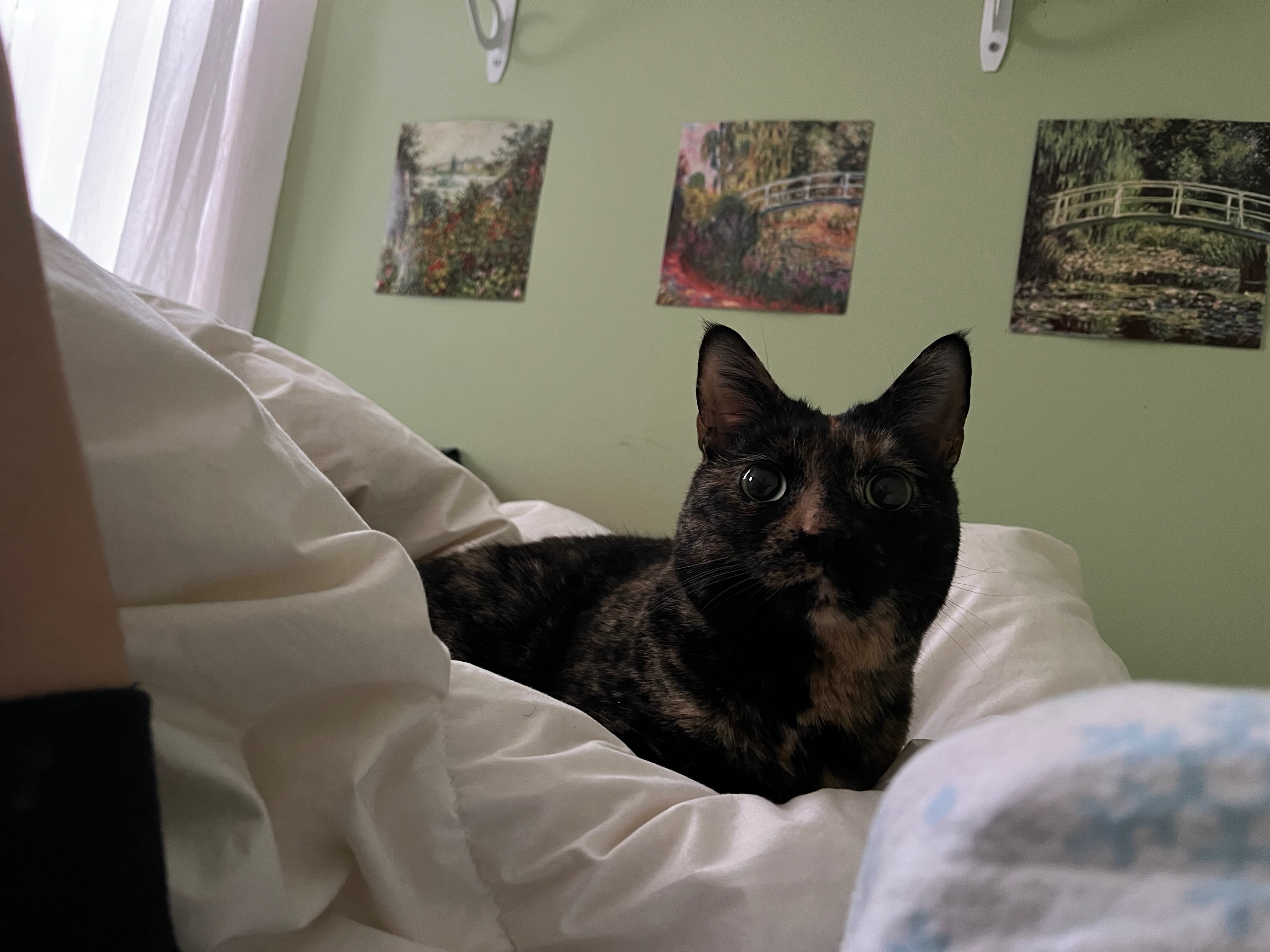 Penny’s Emergency Vet Visit campaign photo, 2 of 5