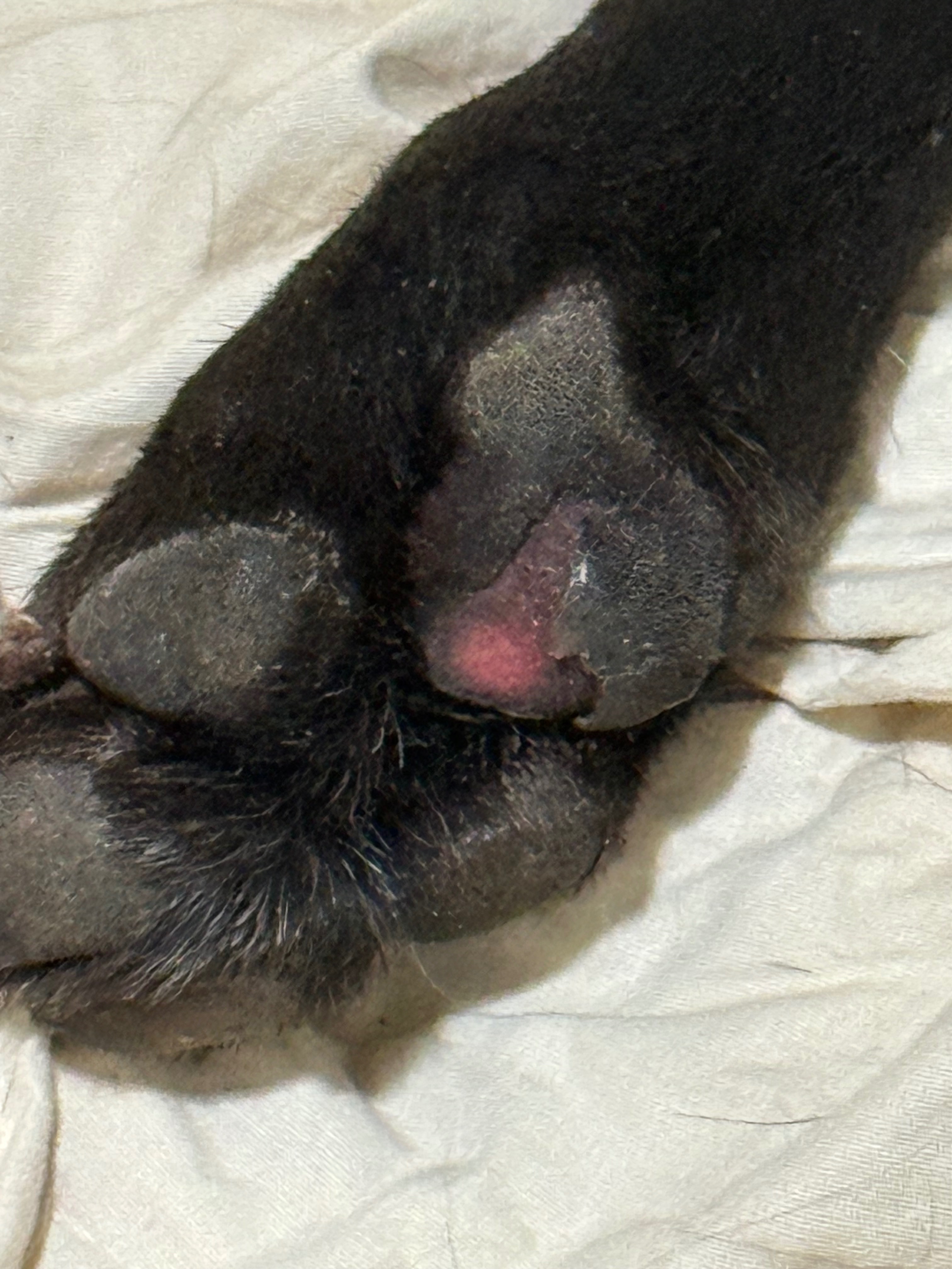 Support Sisko’s Journey to Recovery campaign photo, 7 of 8