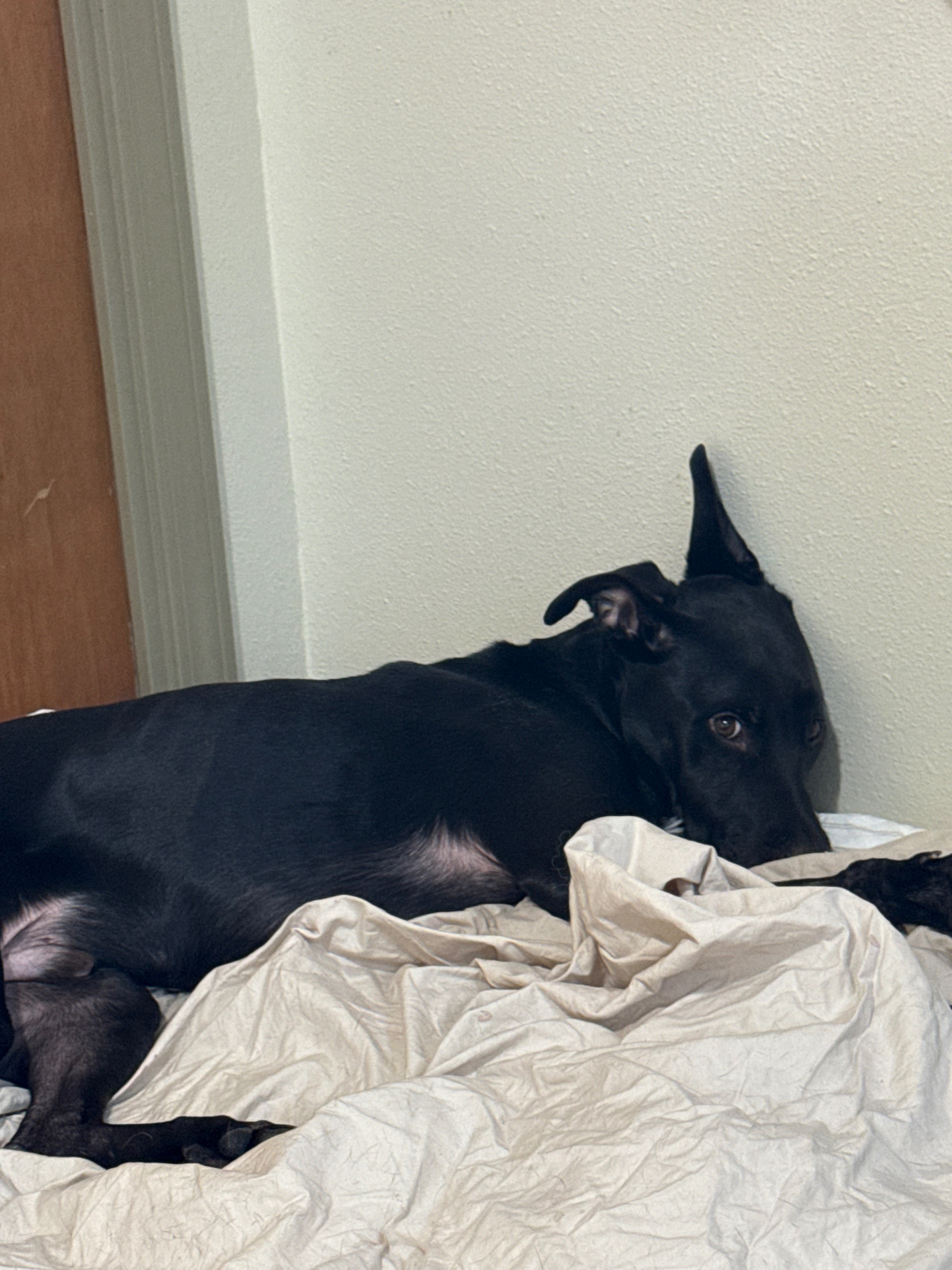 Support Sisko’s Journey to Recovery campaign photo, 2 of 8