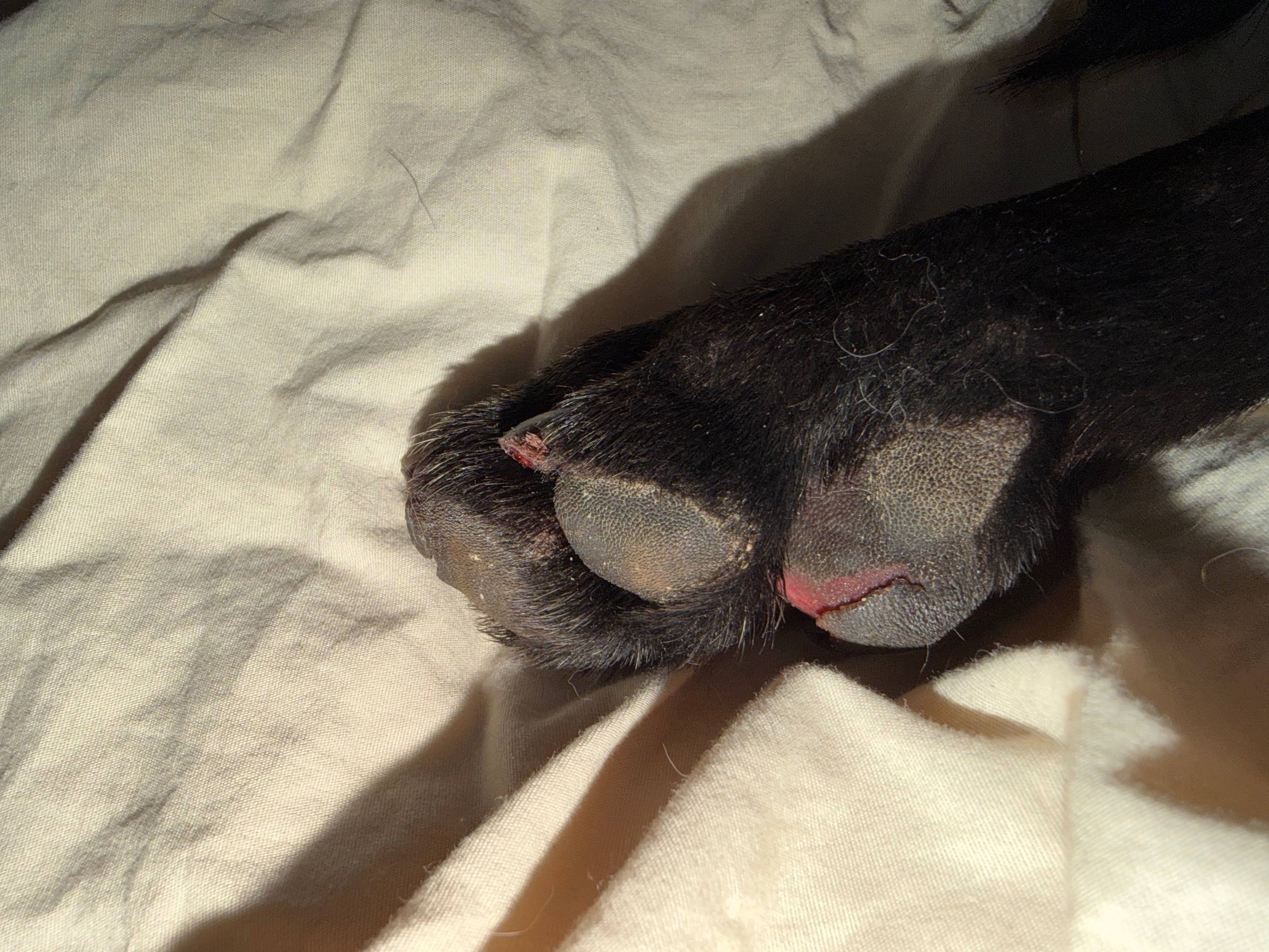Support Sisko’s Journey to Recovery campaign photo, 4 of 8