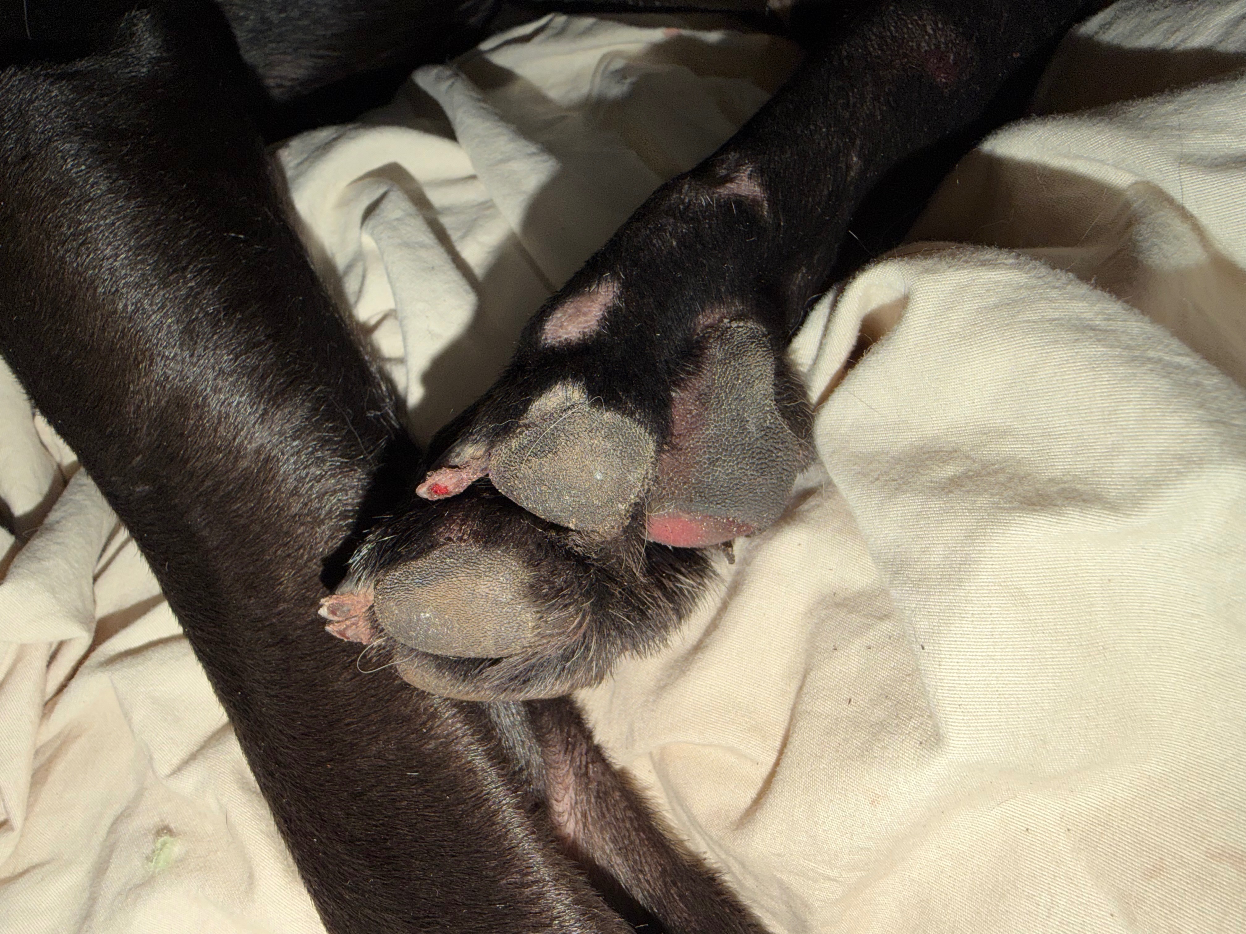 Support Sisko’s Journey to Recovery campaign photo, 5 of 8