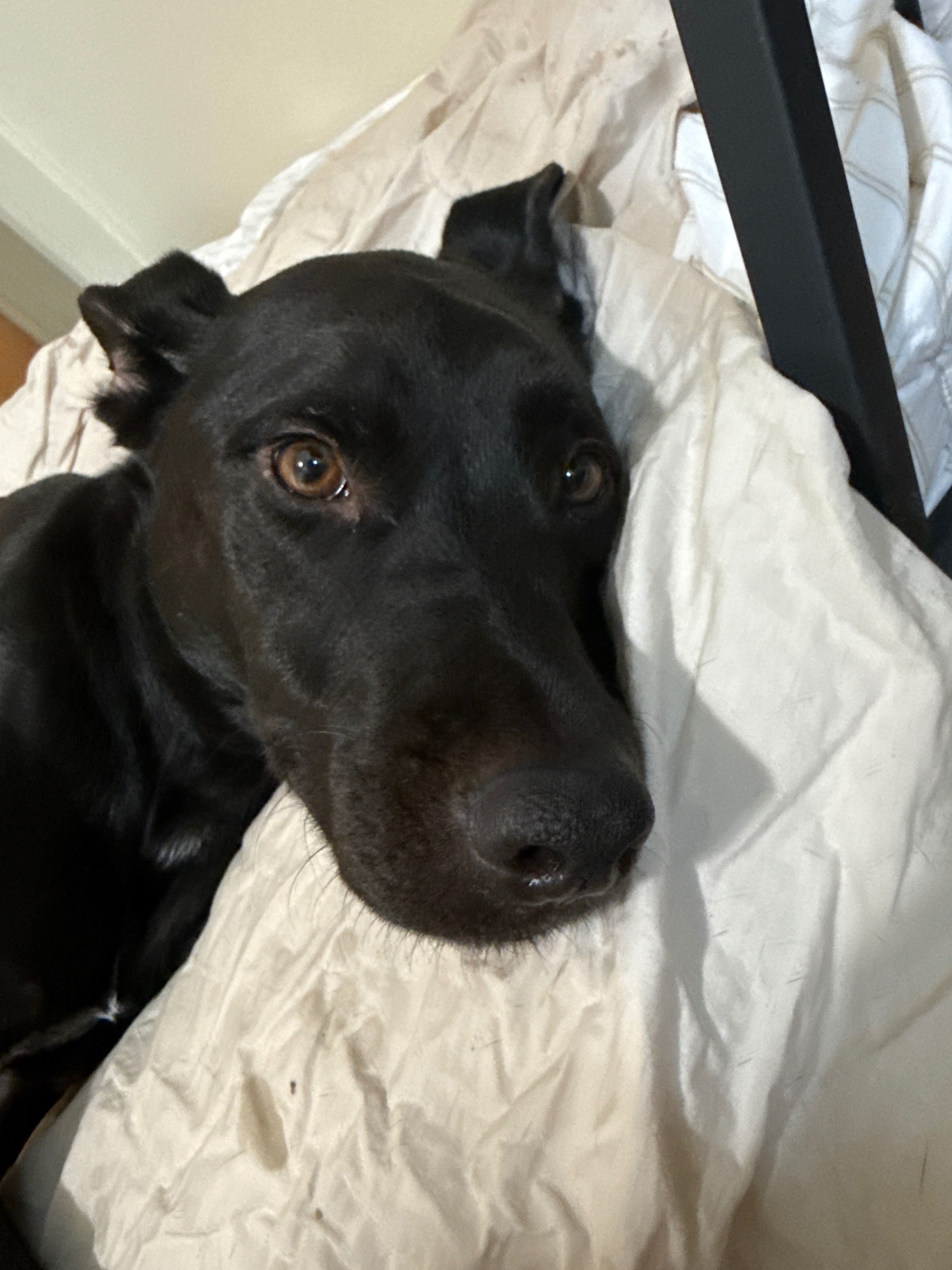 Support Sisko’s Journey to Recovery campaign photo, 6 of 8